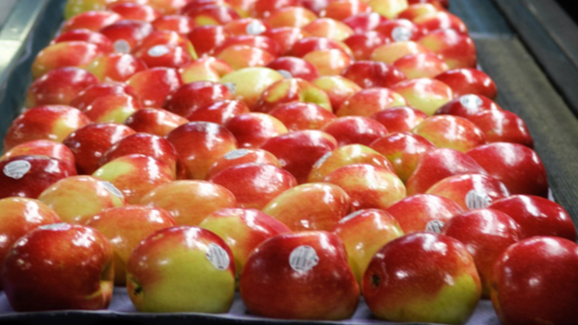 File:SweeTango Apples Ready for the Box.jpg