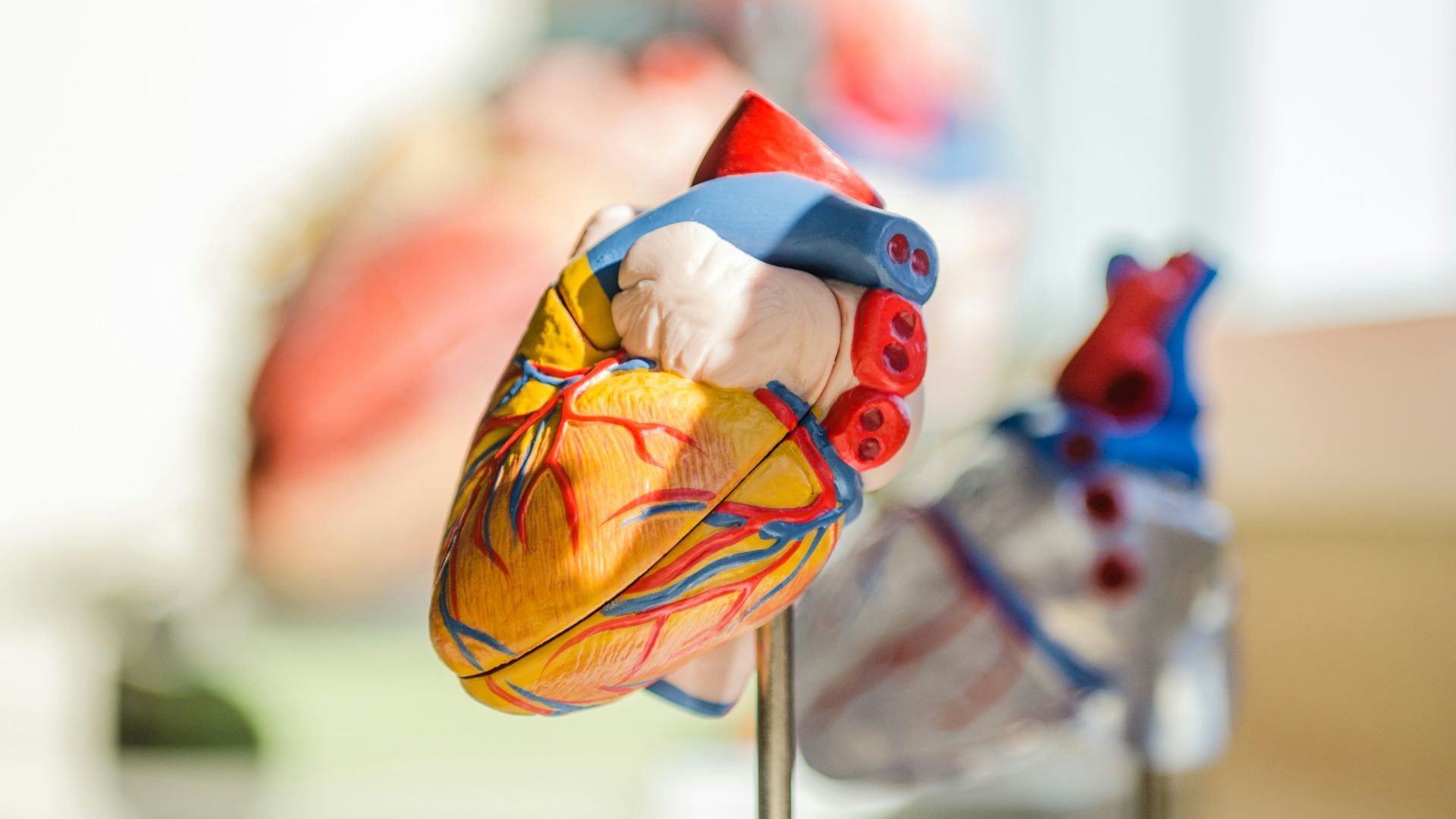 selective focus photography of heart organ illustration