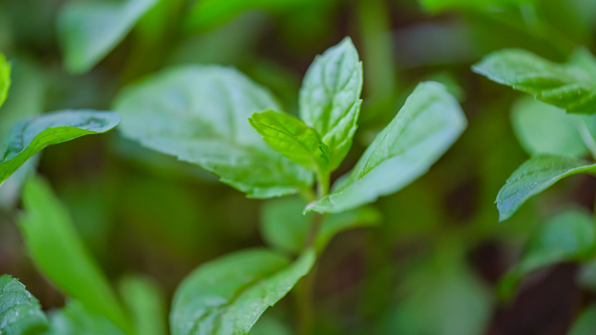 green plants