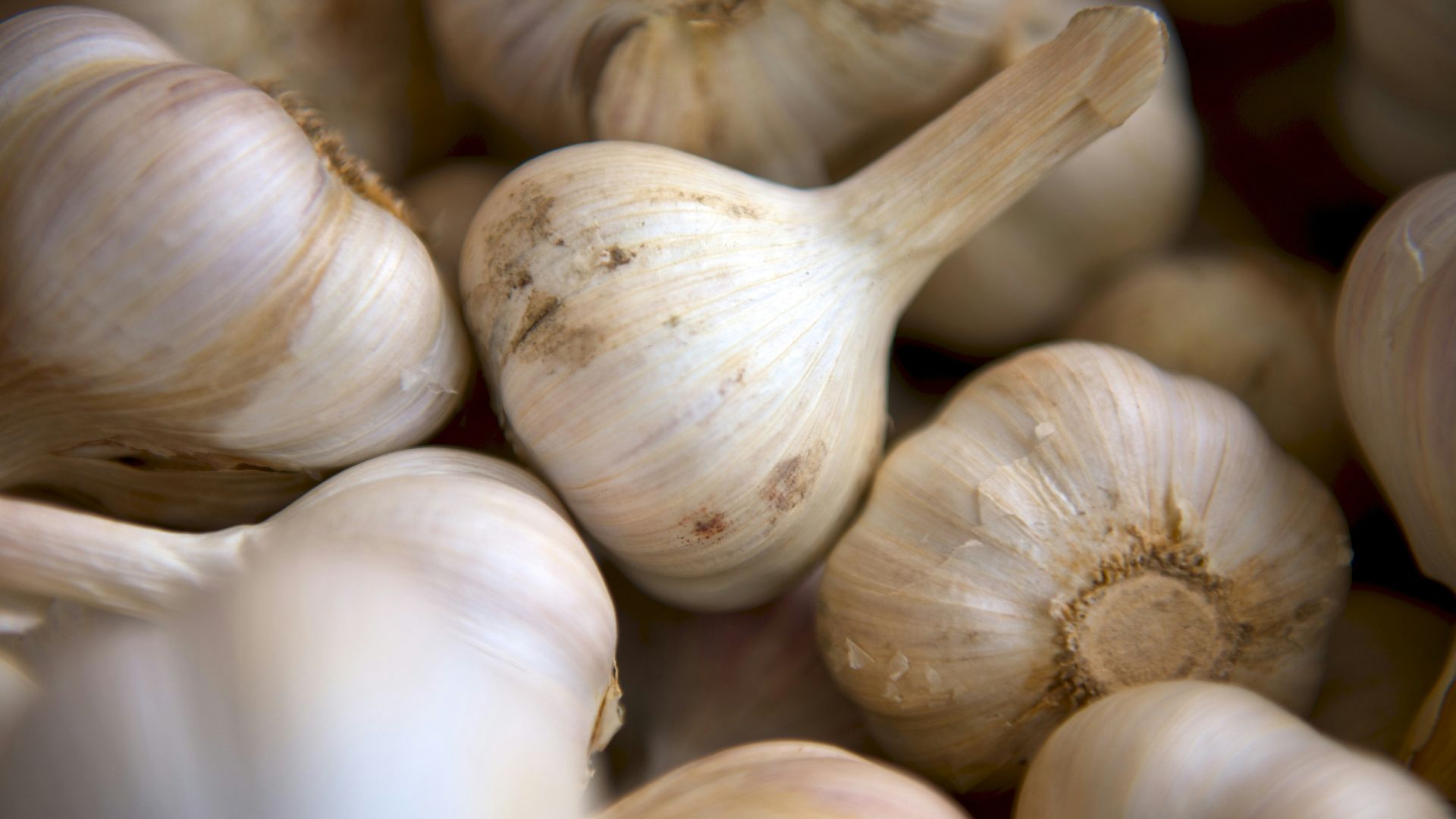 selective focus photography of onion