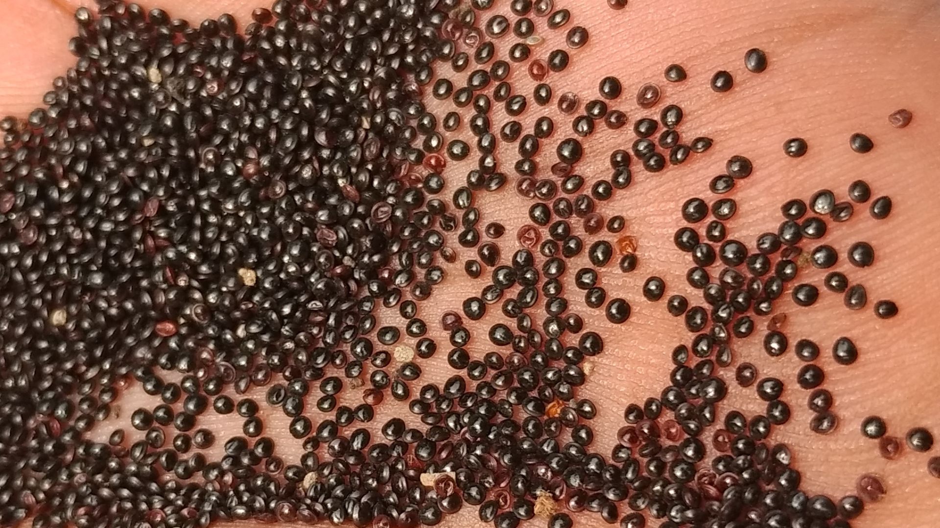 File:Edible Amaranth Seed.jpg