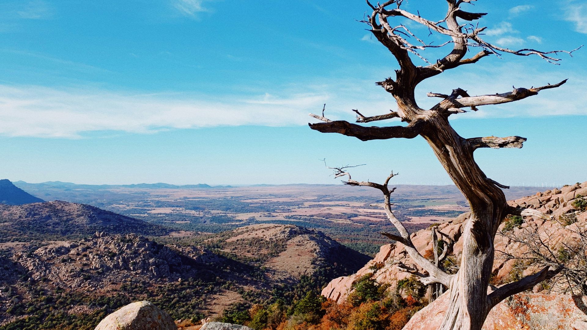 a dead tree on top of a mountain