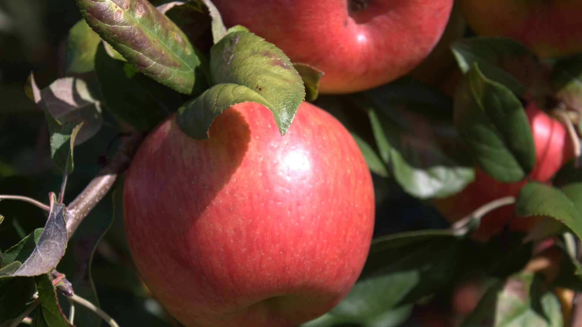 File:Honeycrisp apples.jpg