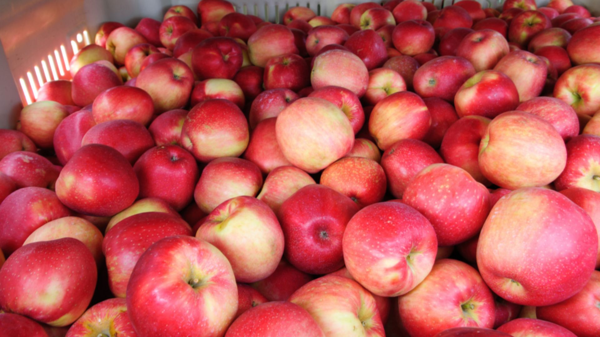 File:SweeTango Apples in the Bin.jpg