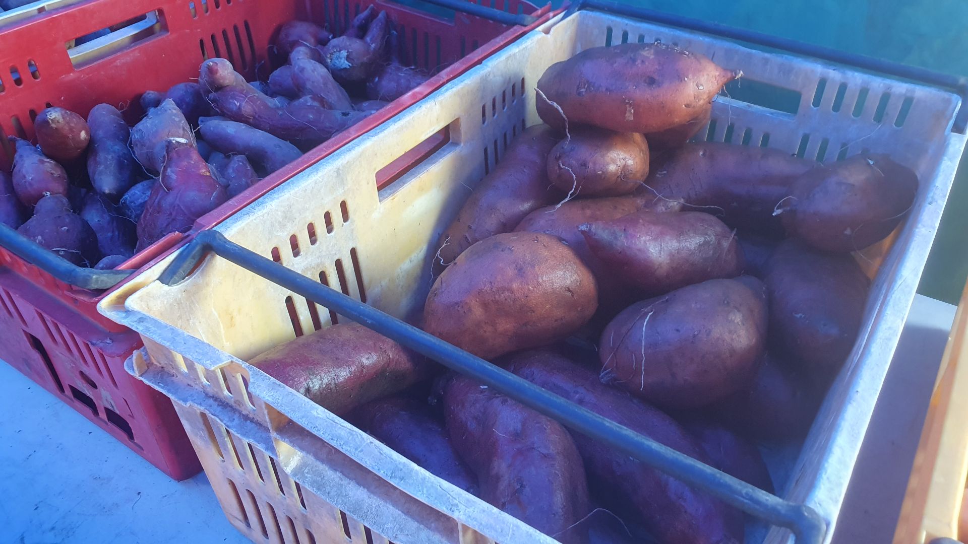 File:20230304 091846 Kumara.jpg