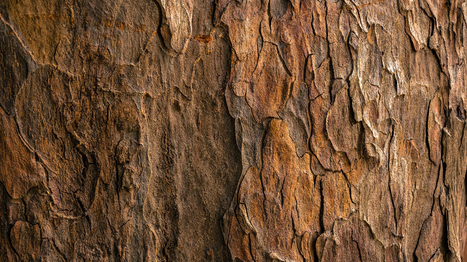 brown tree bark in closeup photography
