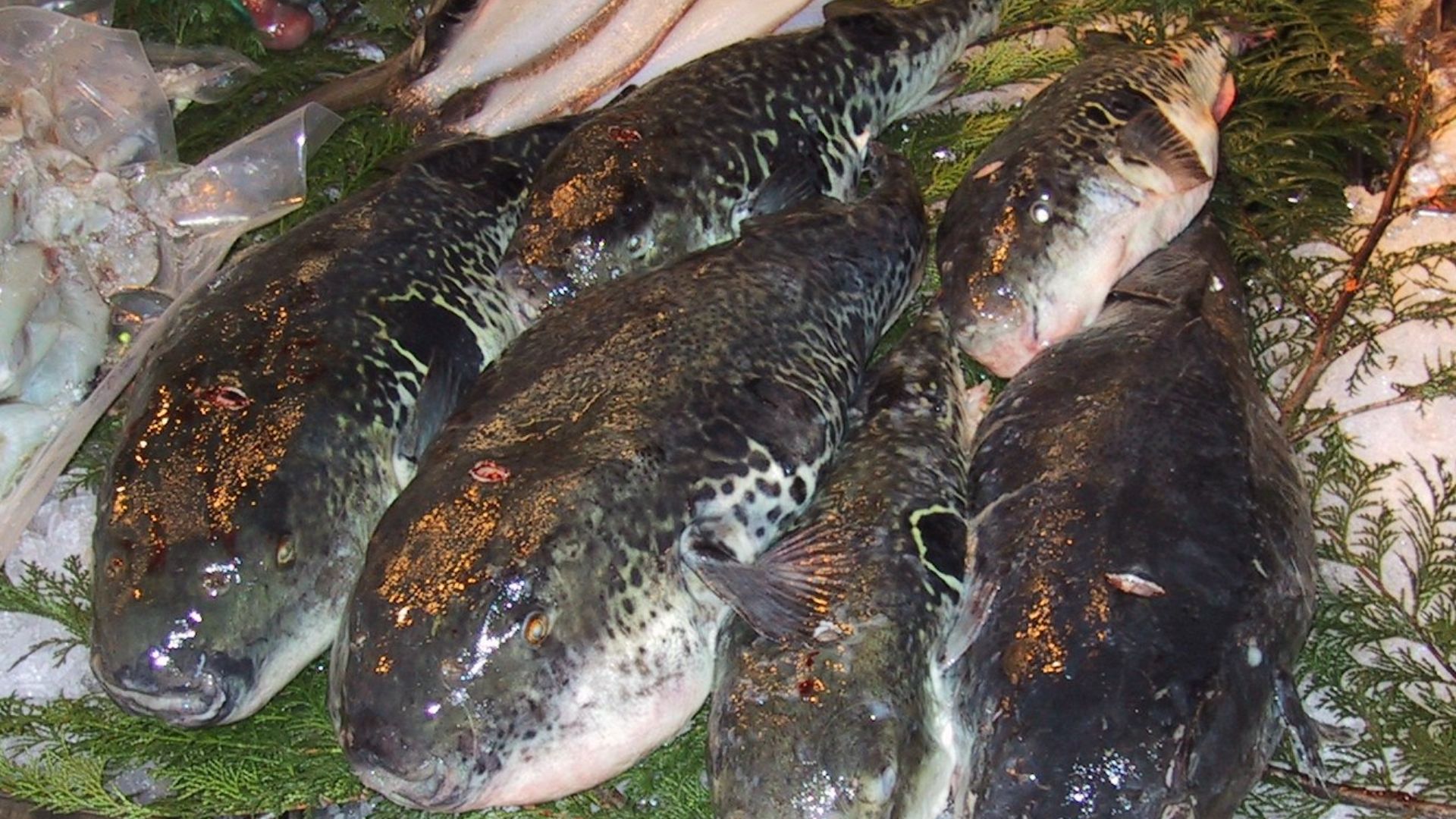 File:Fugu.Tsukiji.CR.jpg