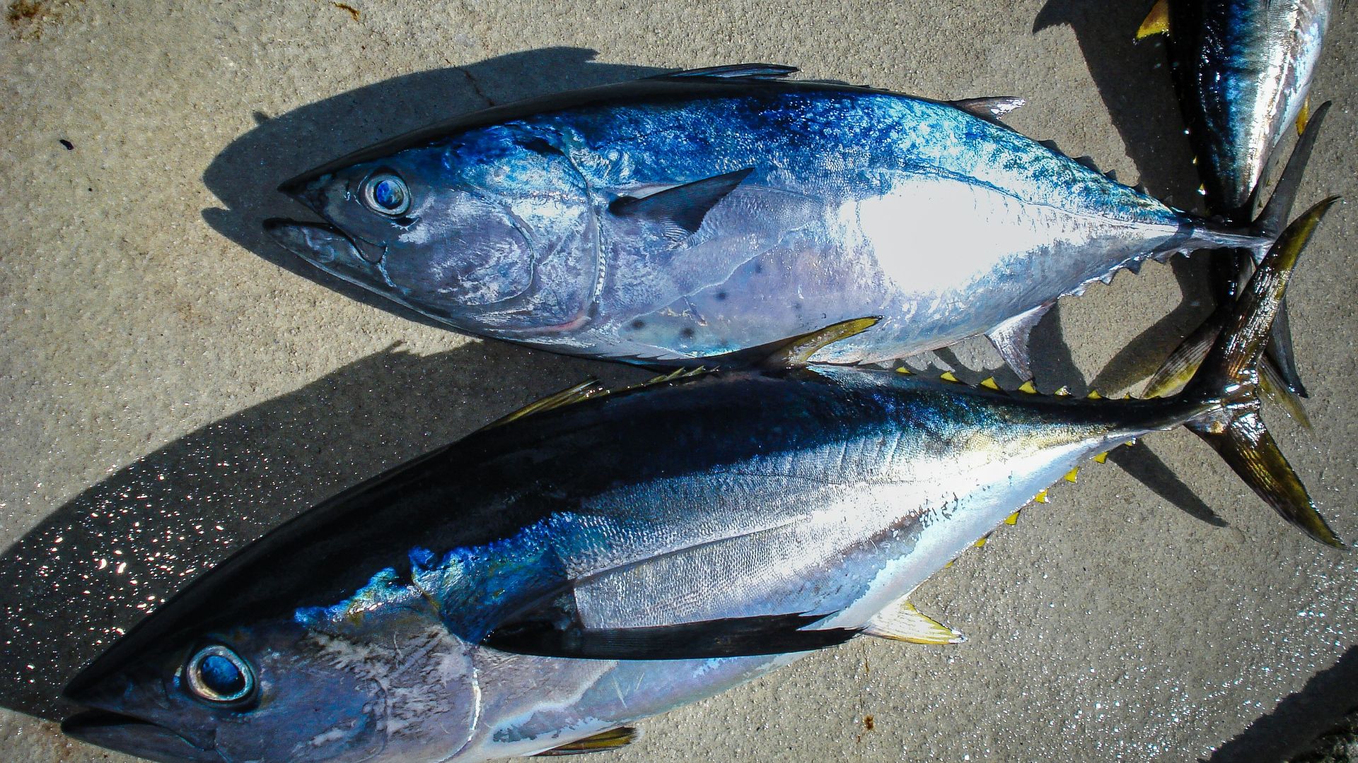 a couple of fish sitting on top of a sidewalk