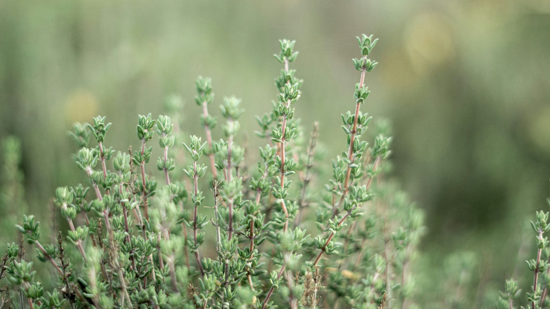 pink flowers in tilt shift lens