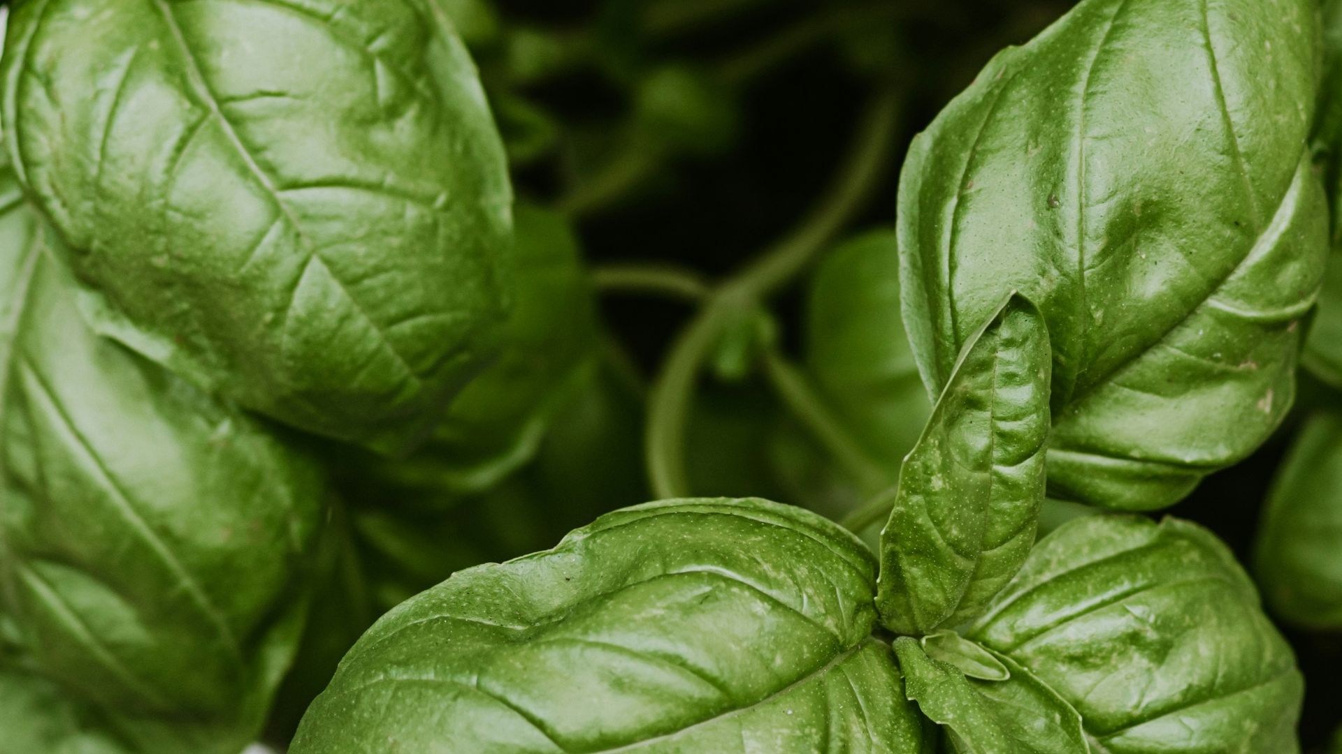 a close up of a bunch of green leaves