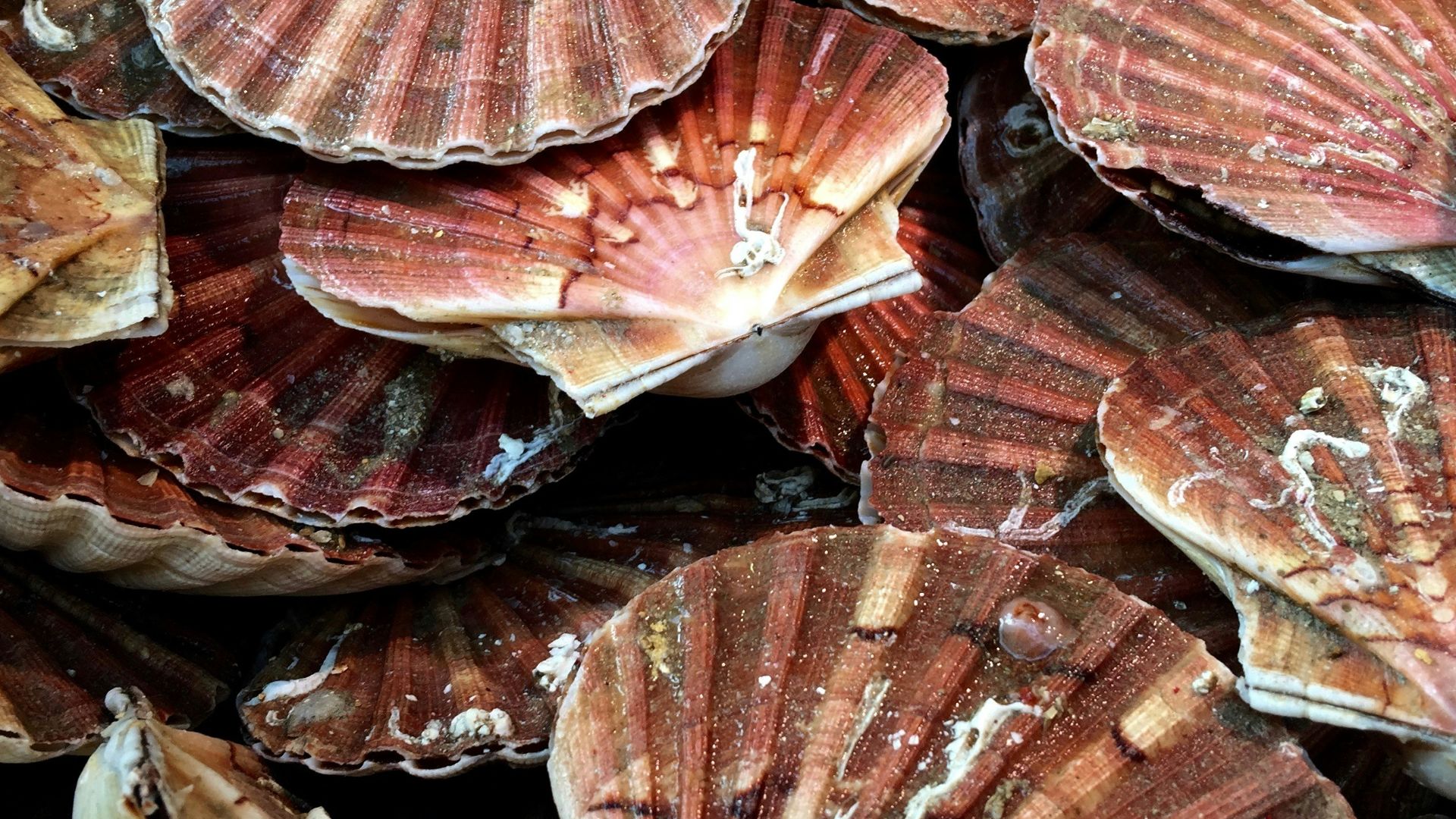 a pile of brown and red food