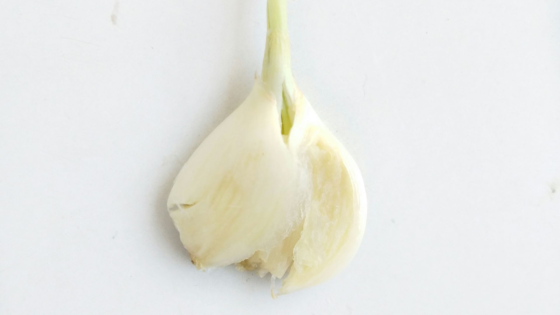 white garlic on white table