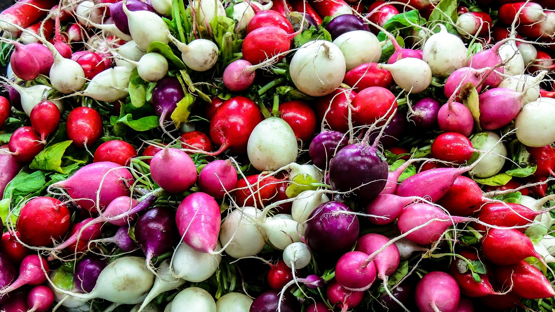 bunch of white, red and purple radishes