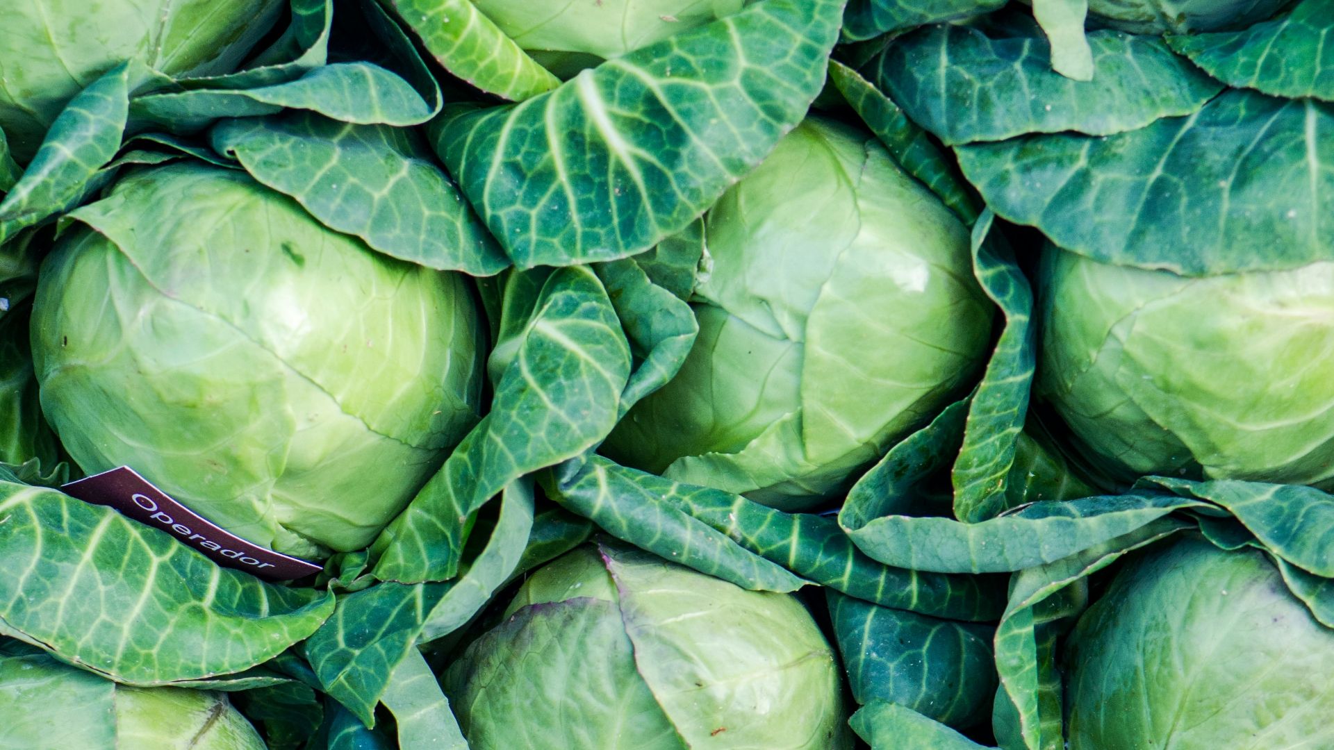green leaves on brown soil