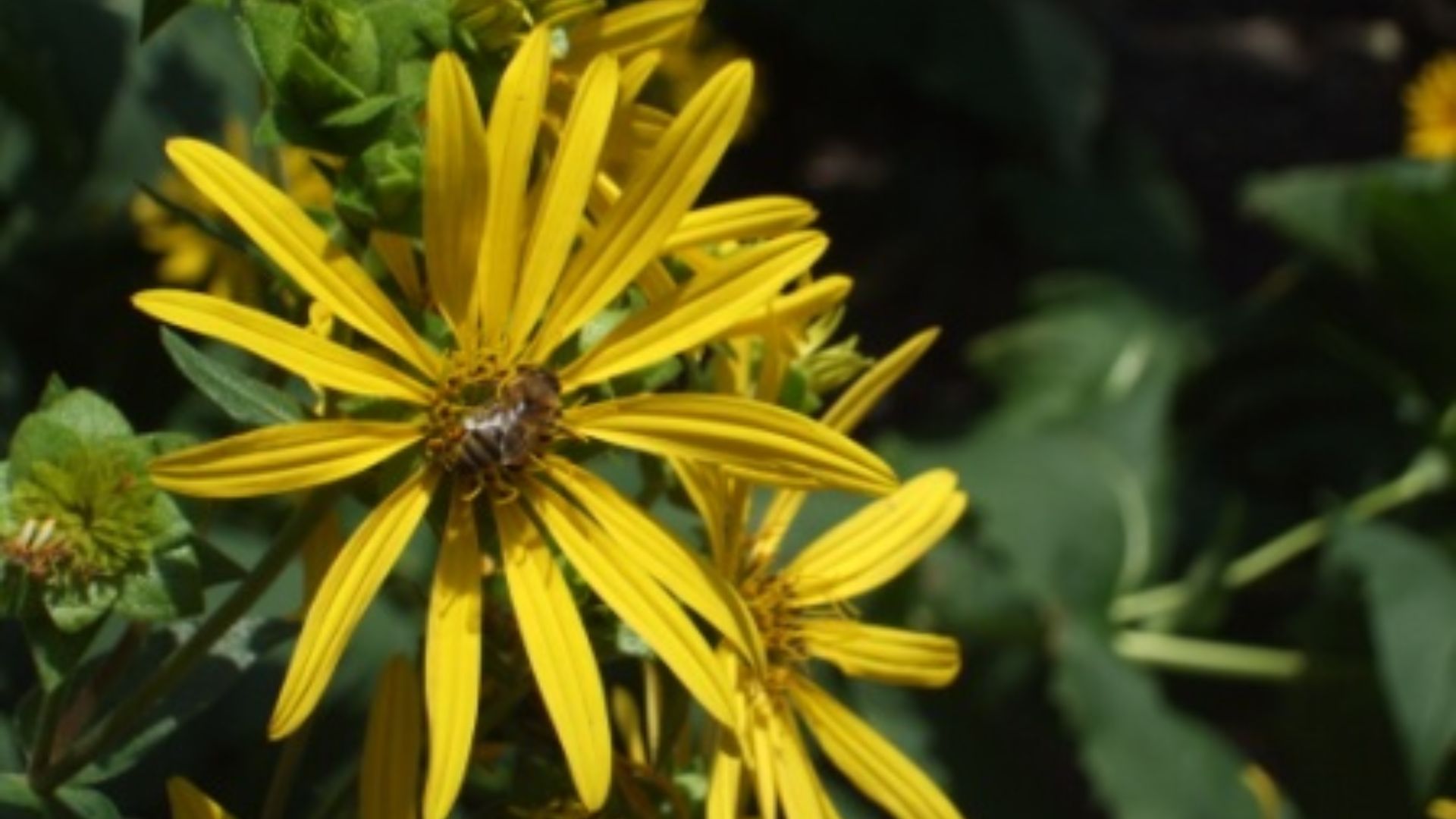 File:Silphium integrifolium compressed.JPG