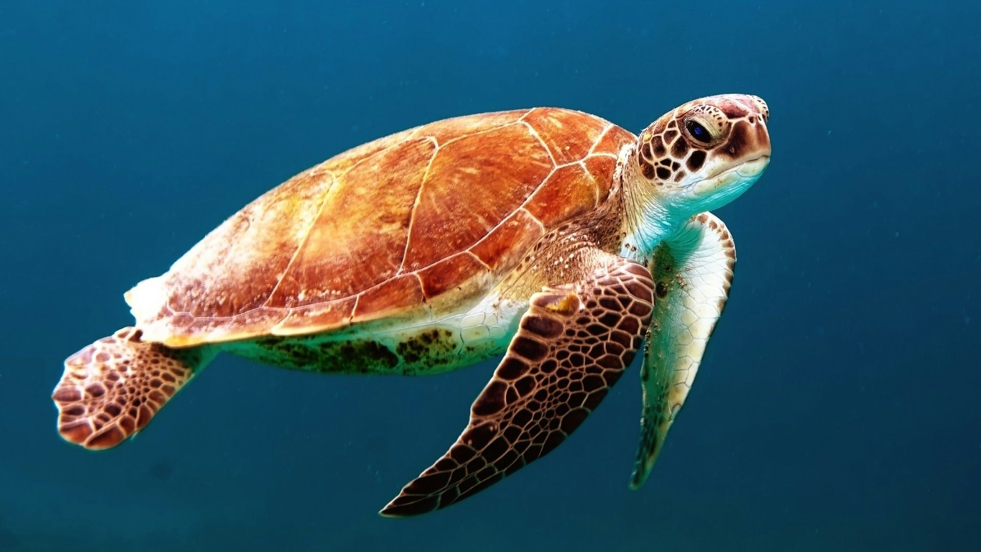 brown turtle swimming underwater