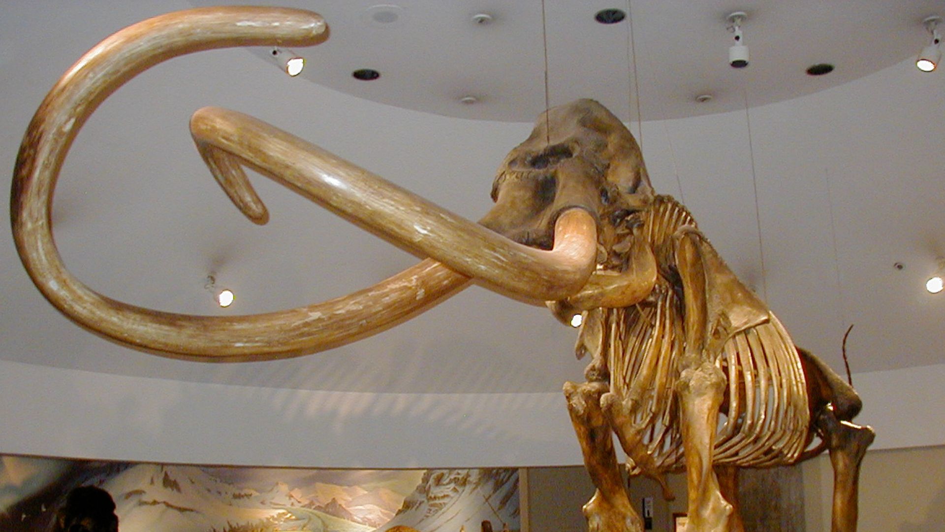 File:Columbian mammoth.JPG