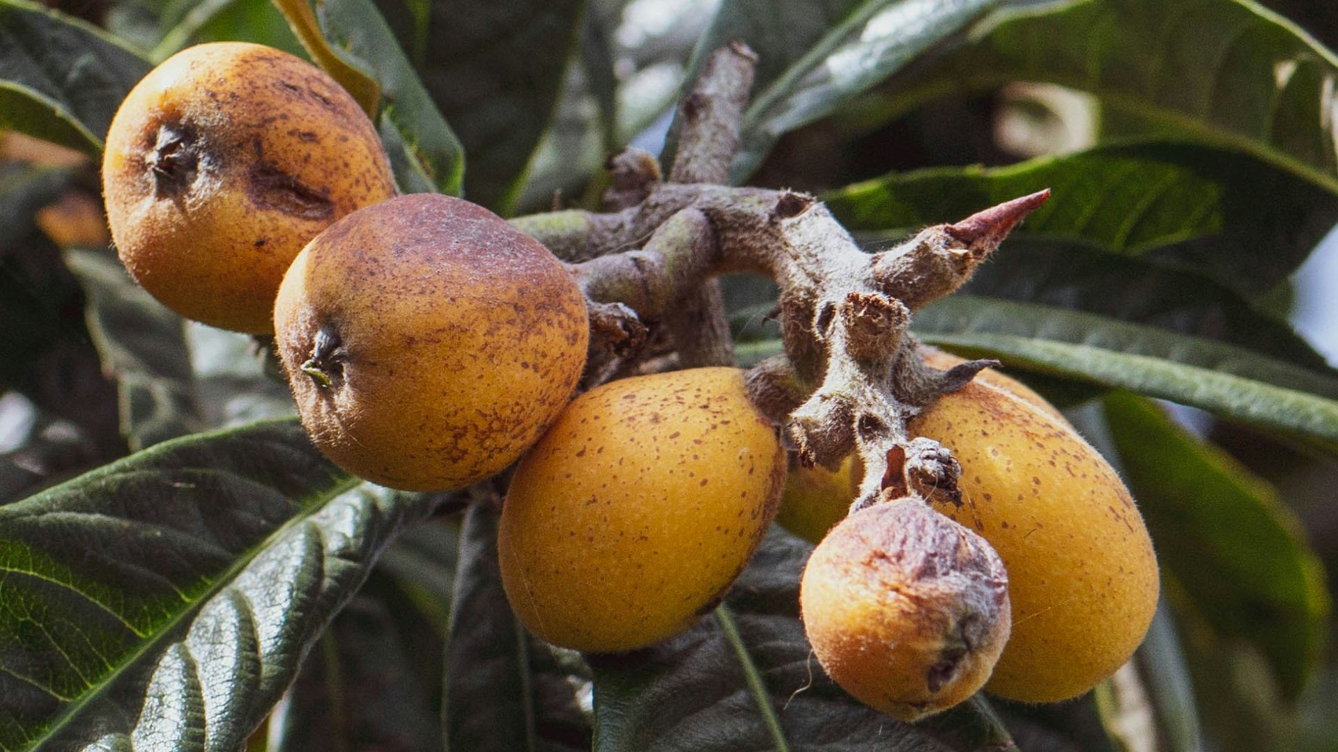 Ripe loquats hang from their leafy tree.