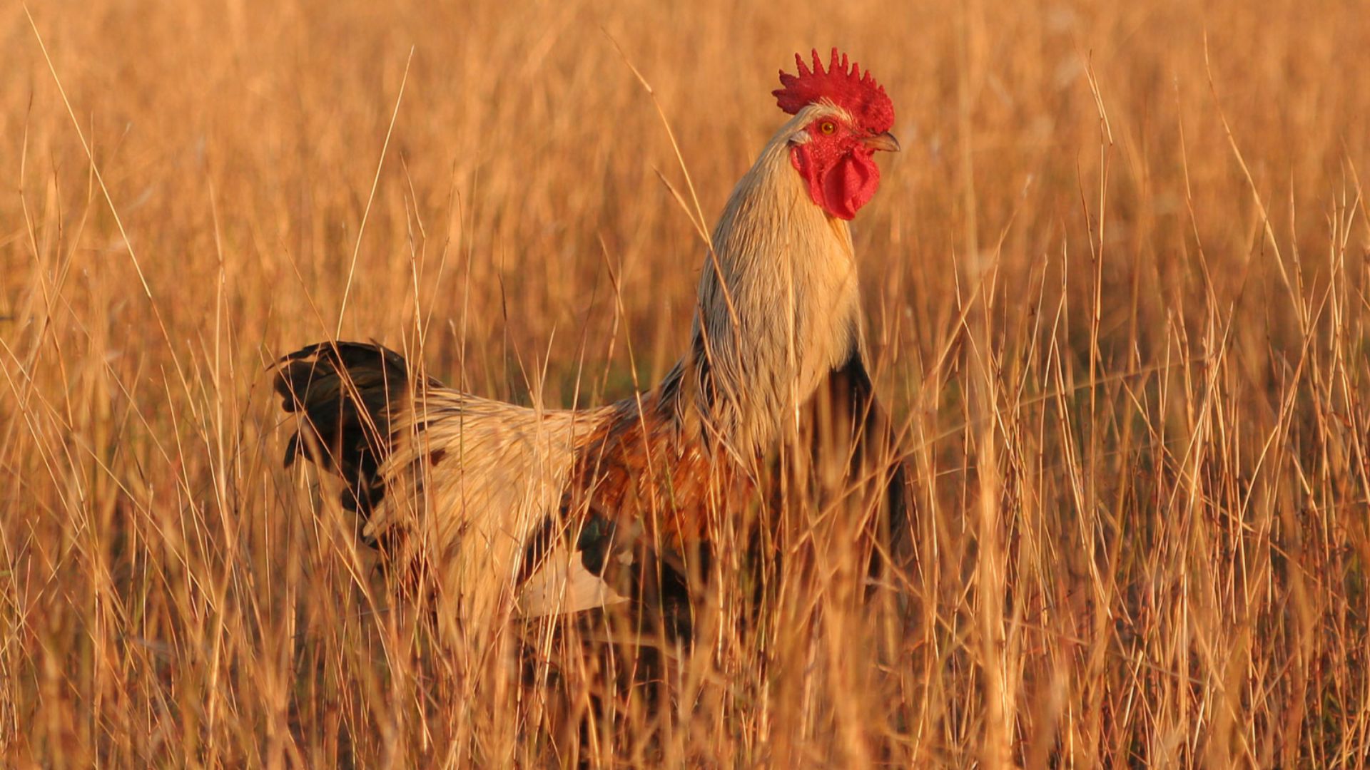 File:Rooster04 adjusted.jpg