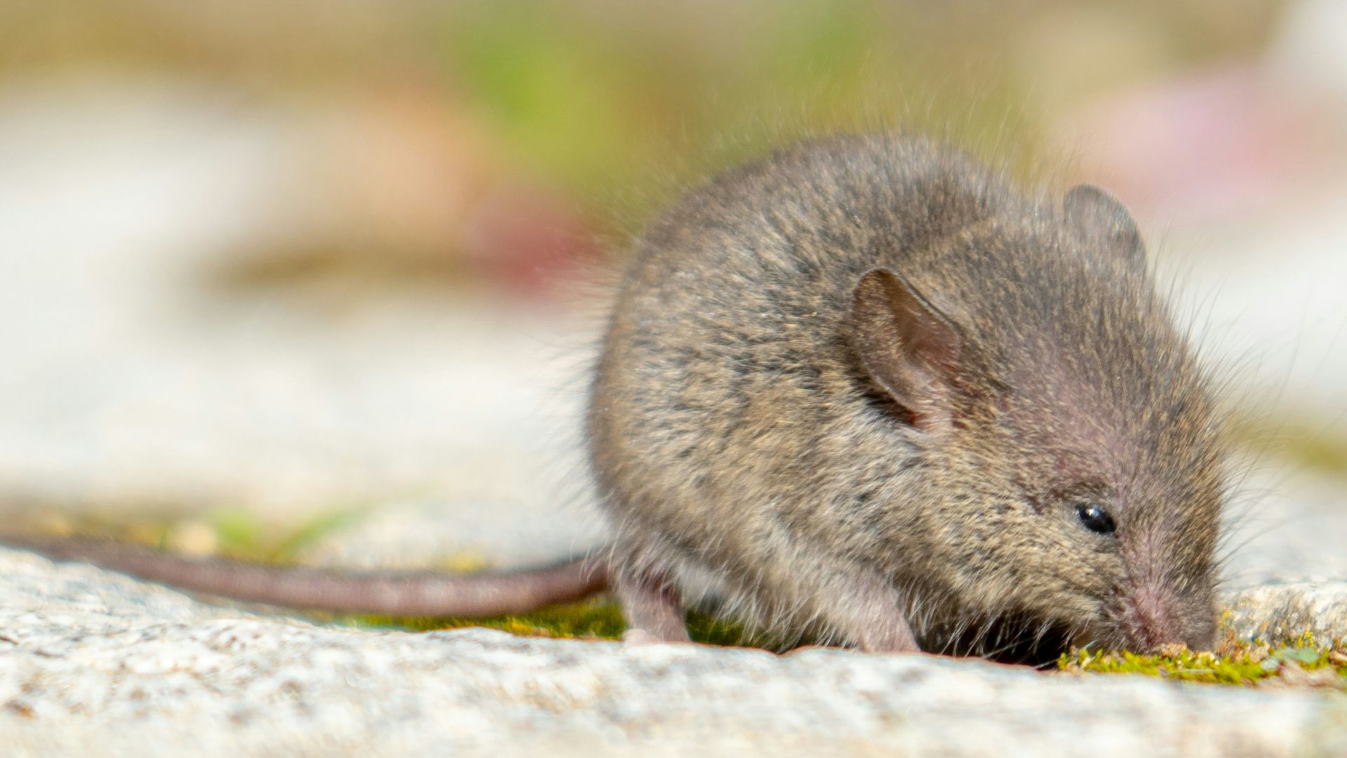 a small rodent on a rock