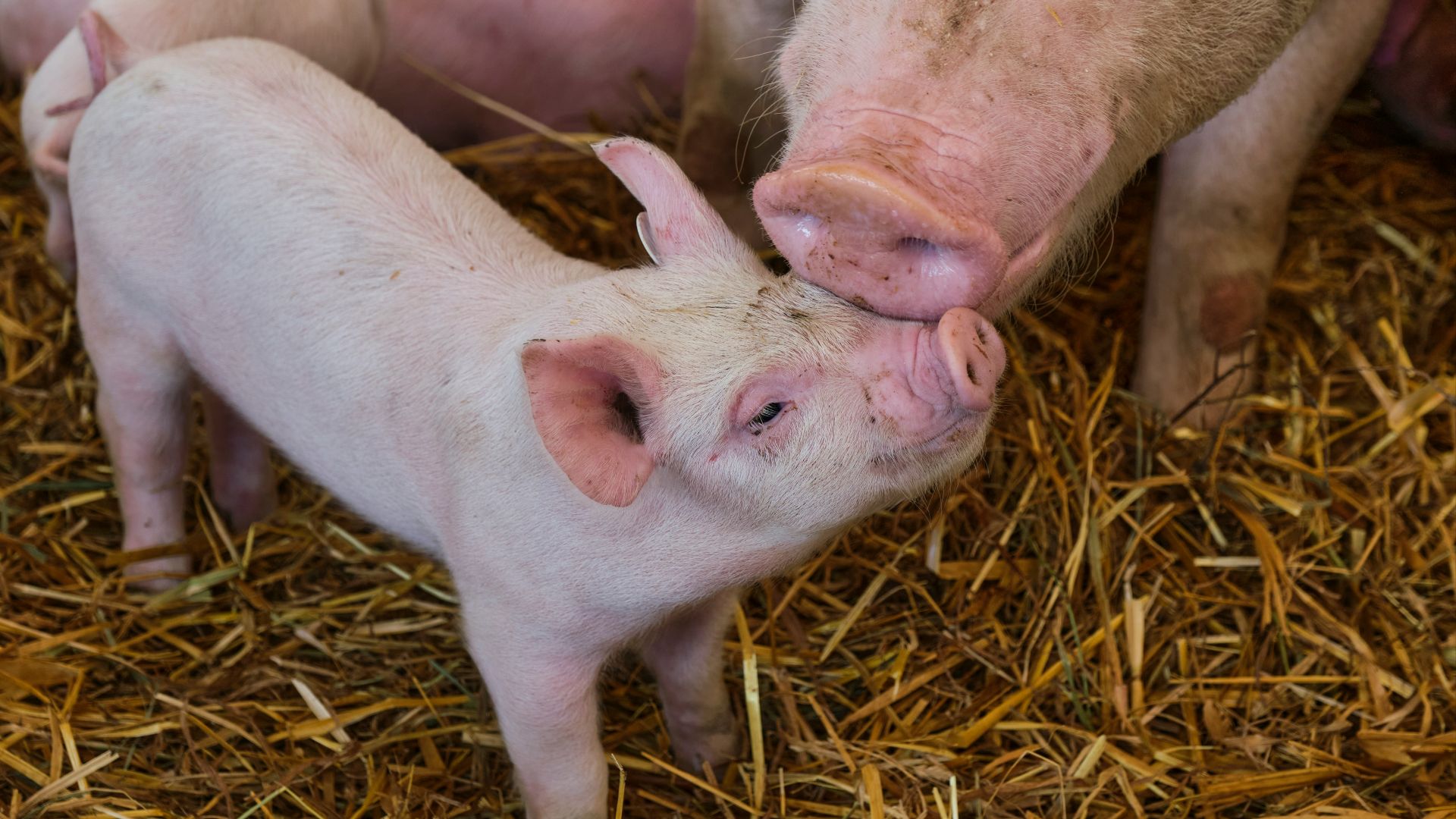 white pig on brown hay