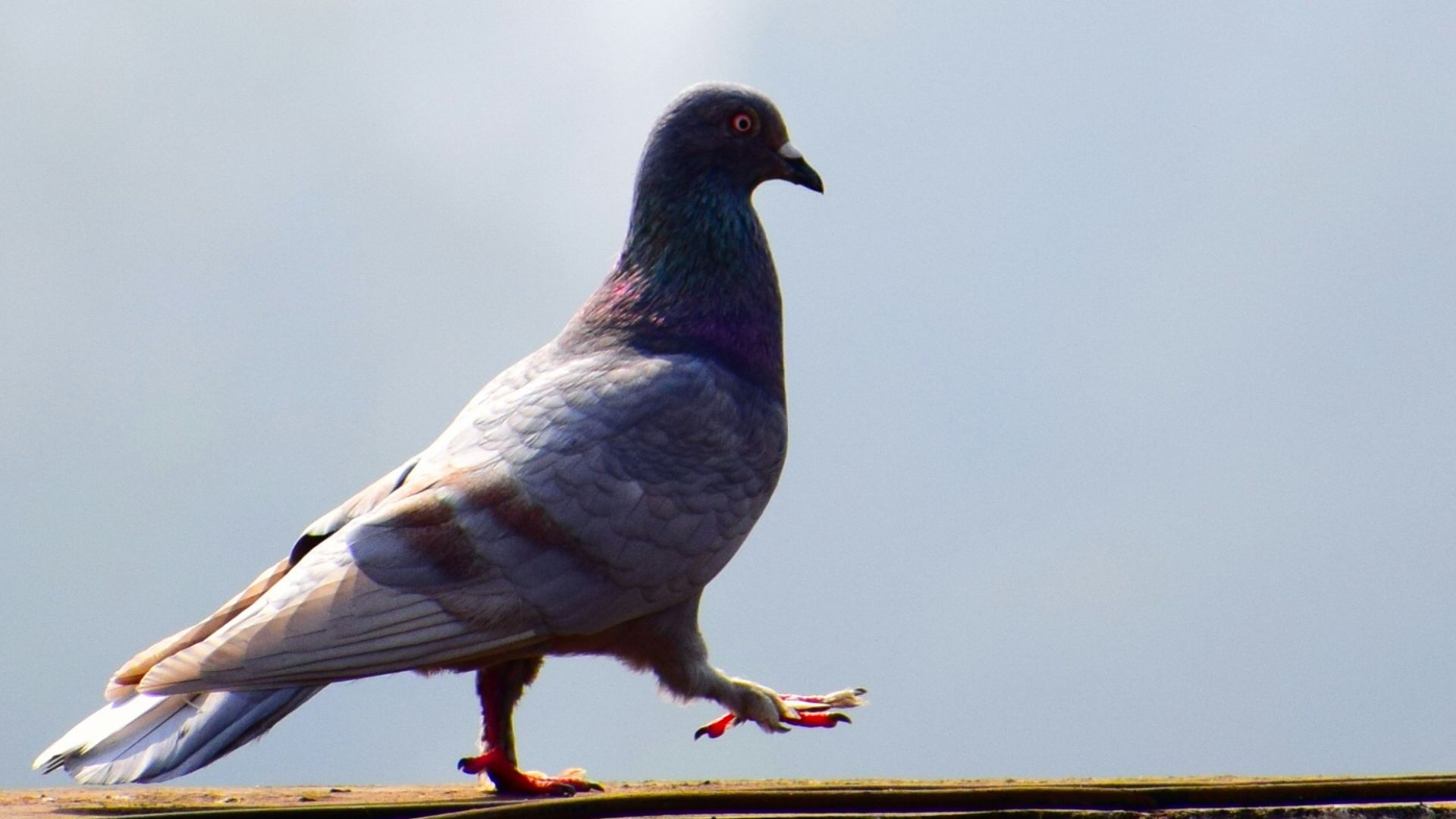 gray and black pigeon on brown surface