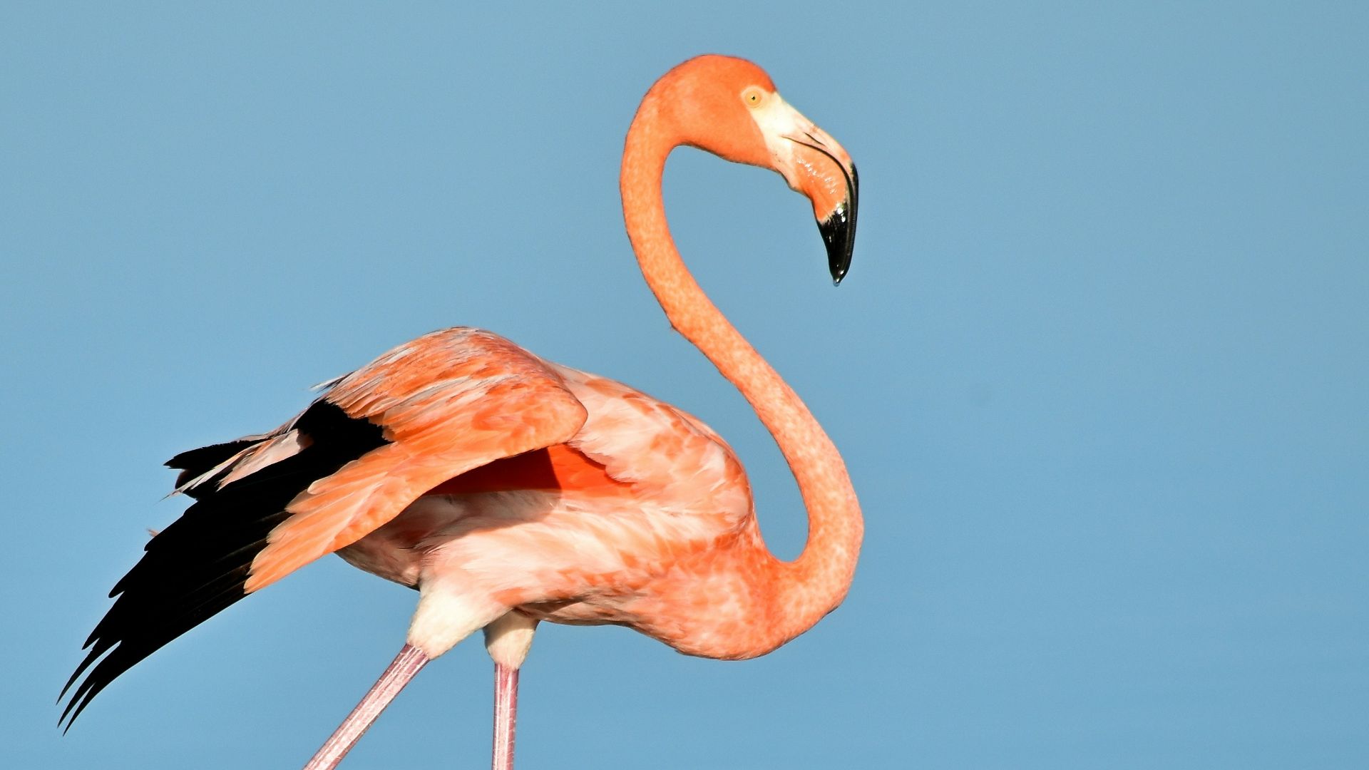 photo of flamingo on water