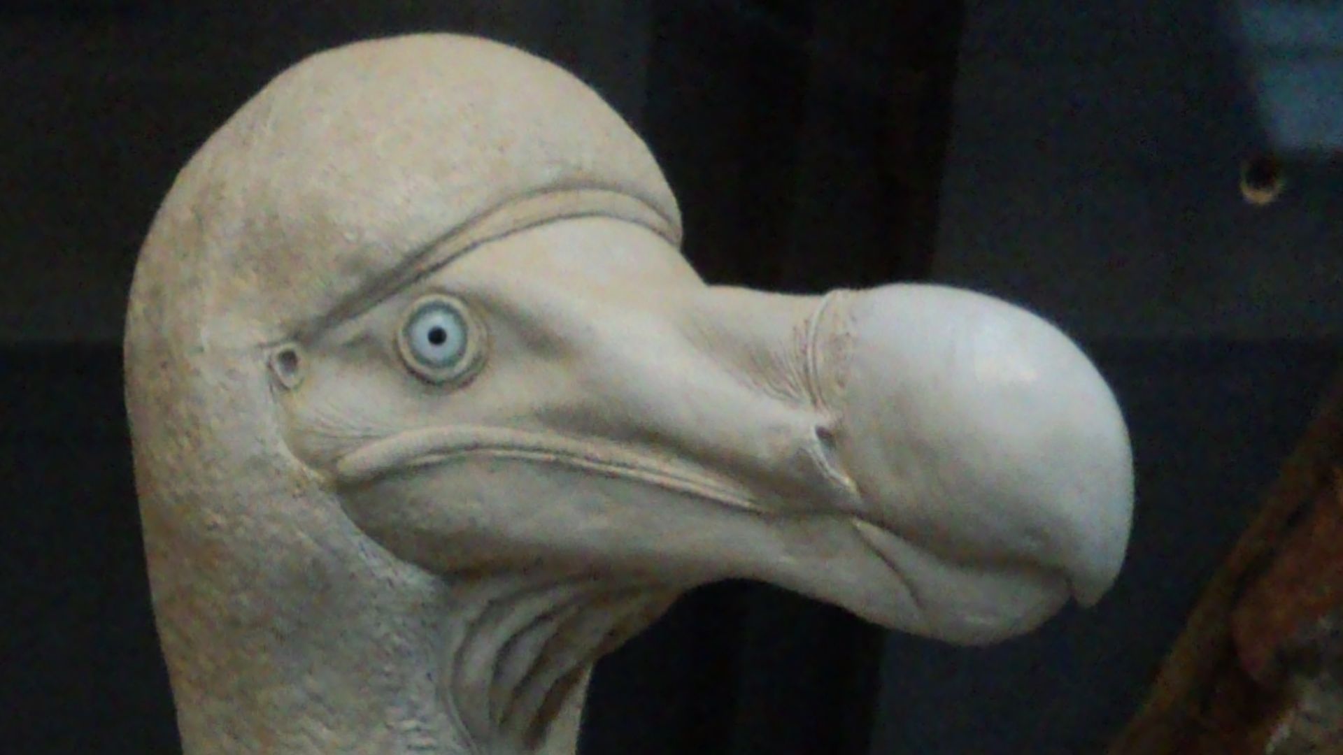 File:Dodo (Raphus cucullatus) - Sculpted model - galerie de Paléontologie - Jardin des plantes - MNHN.jpg