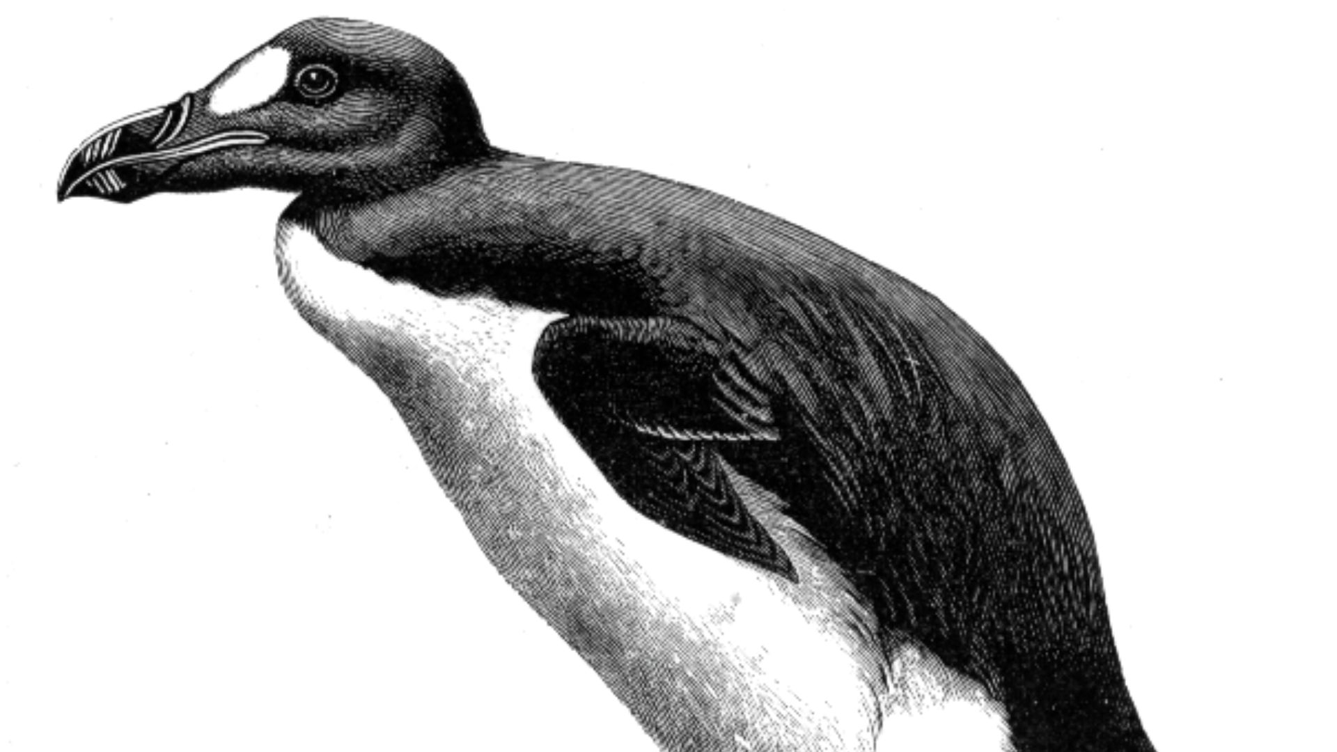 File:Alca impennisAMF064LB.png