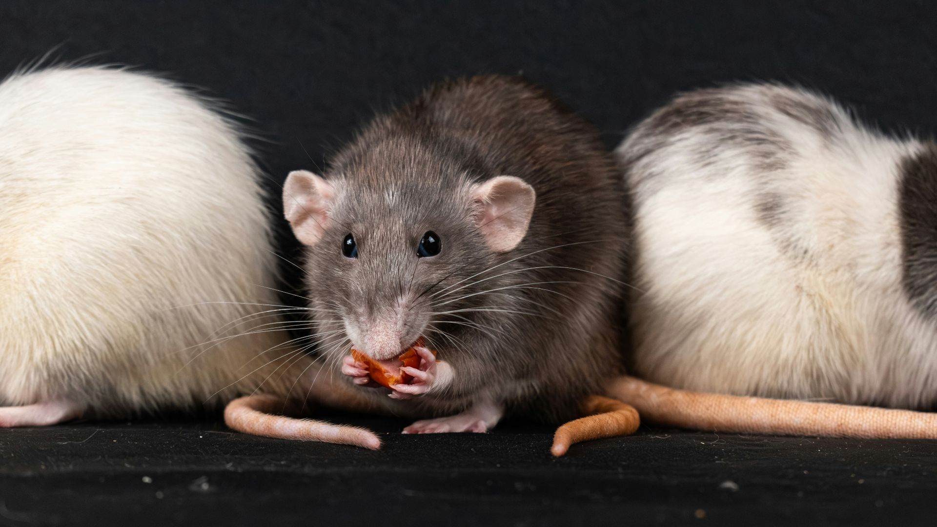 A group of three mice eating a piece of food