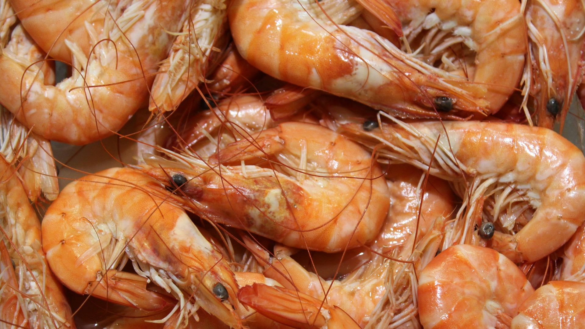 a plastic container filled with lots of shrimp