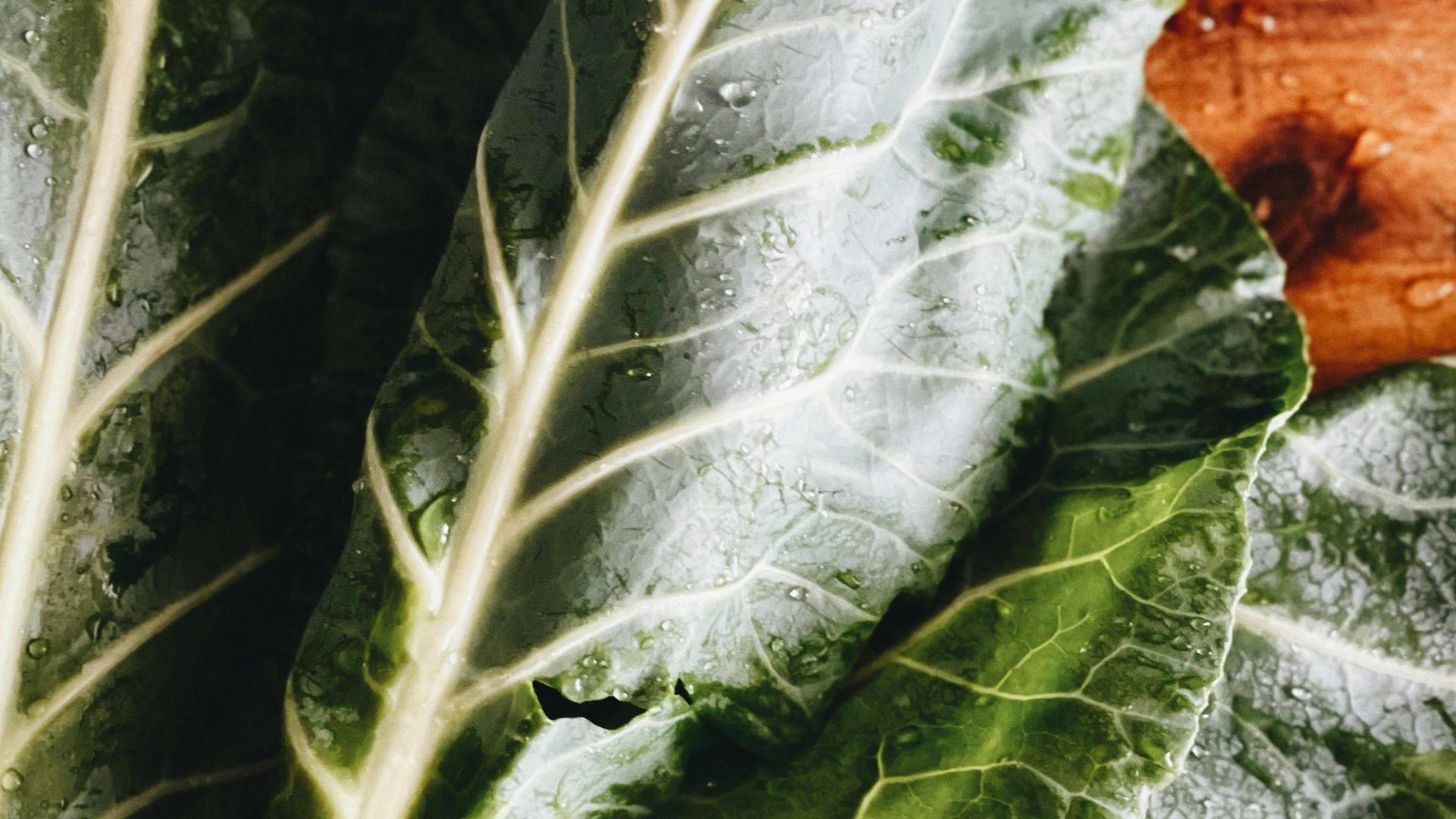 a couple of leafy greens sitting on top of a wooden table