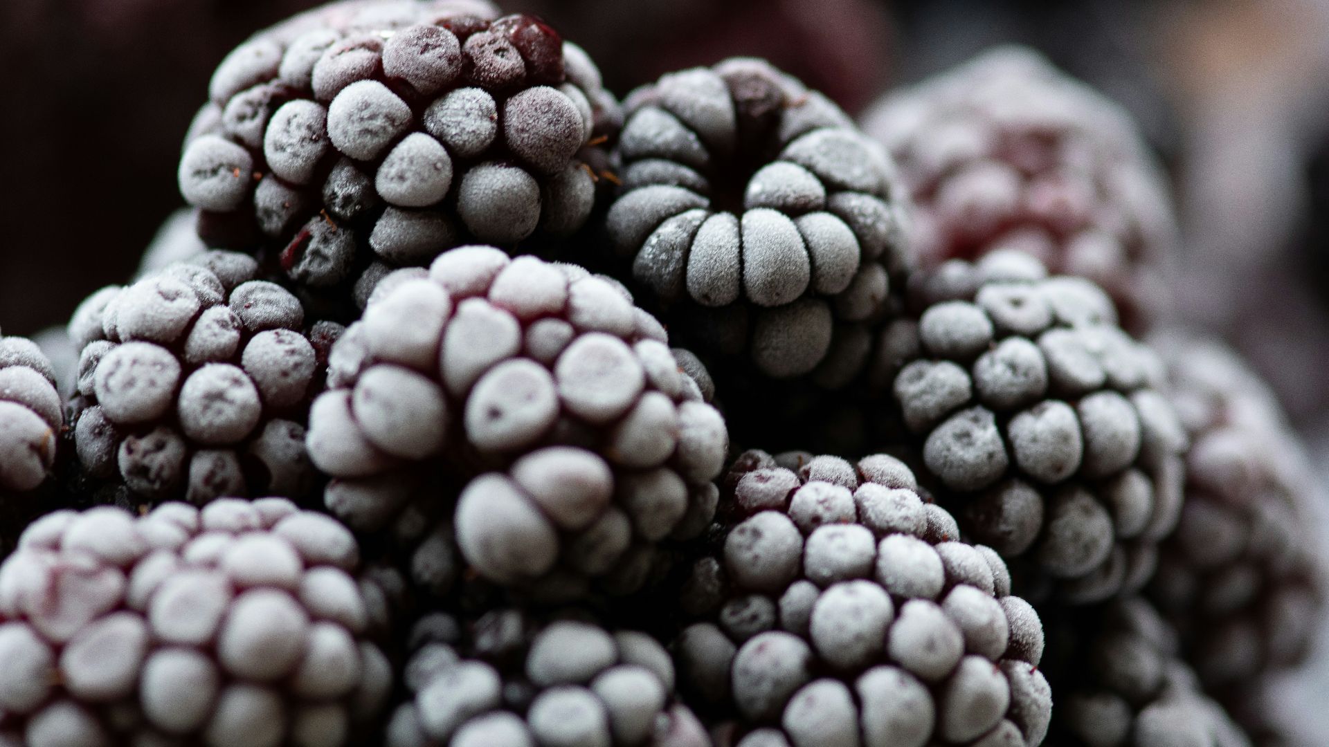 blue berries in close up photography