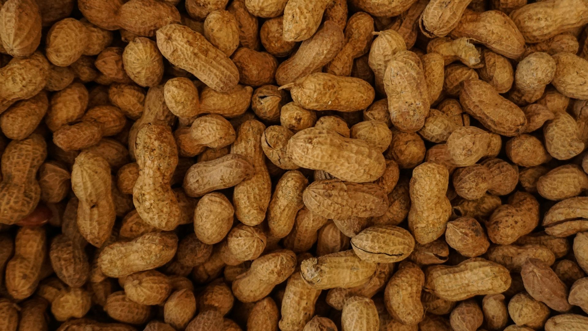 photography of brown nuts