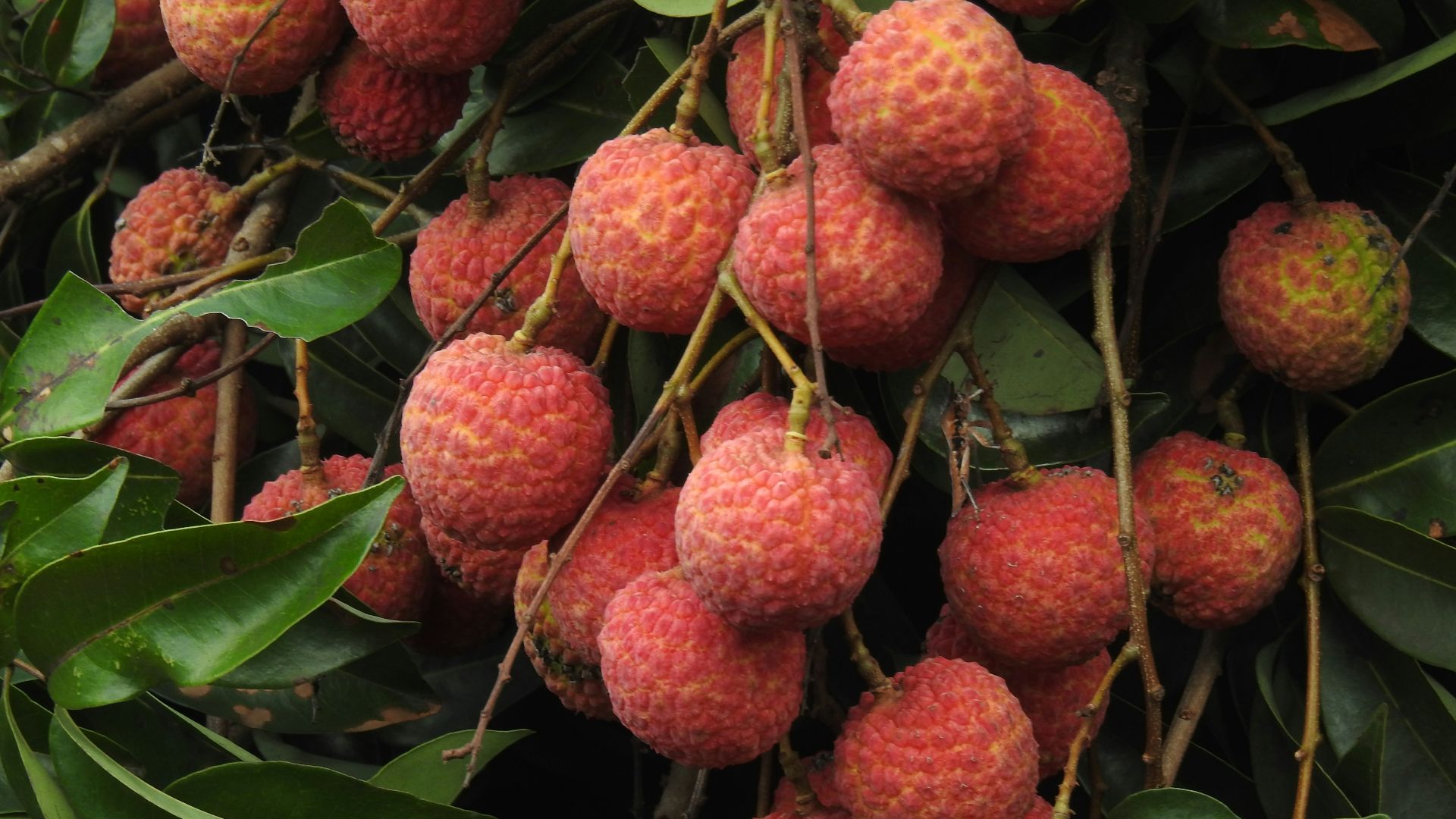 a bunch of fruit hanging from a tree