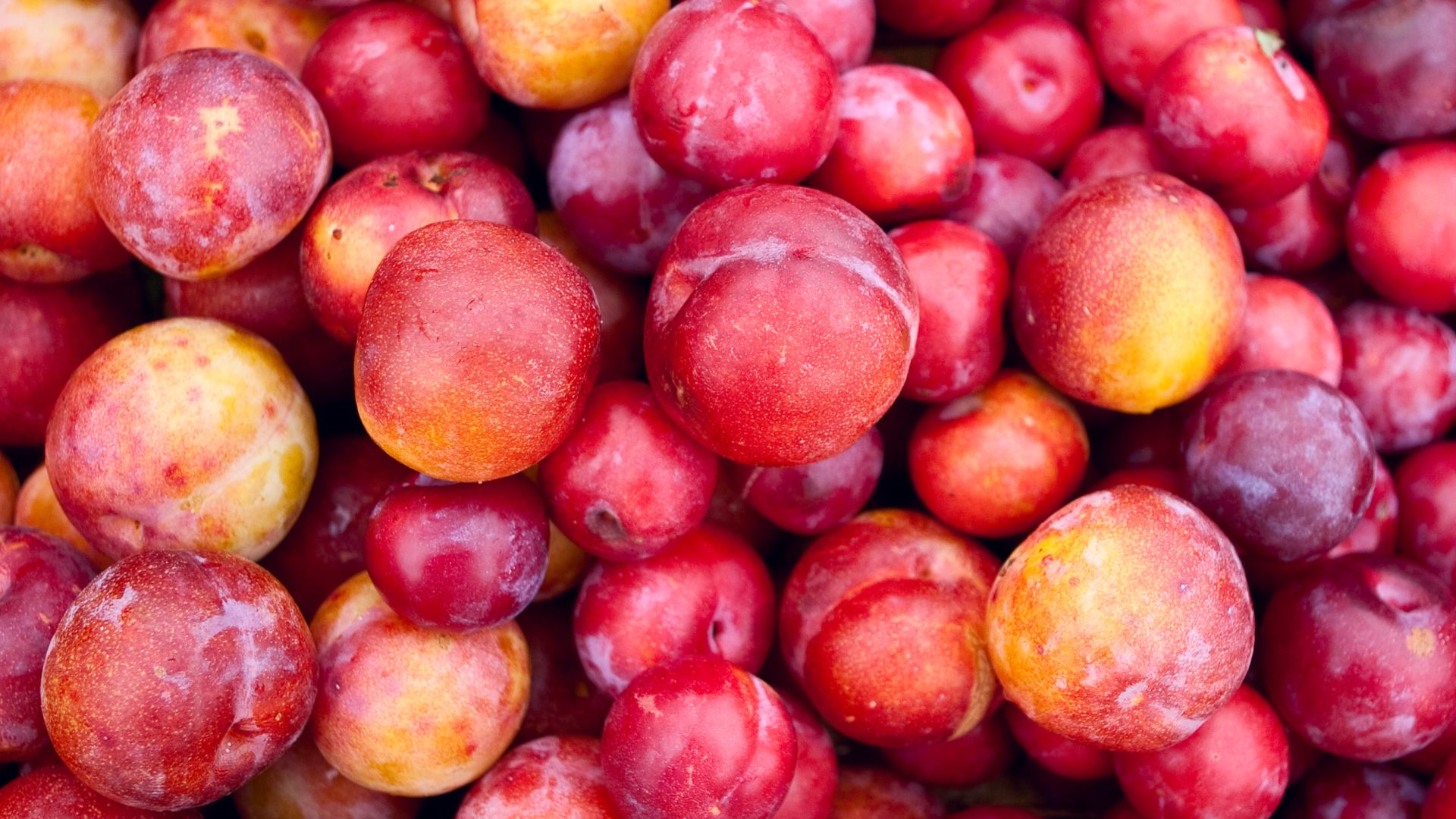 File:Plums-farmers-market-seeminglee.jpg