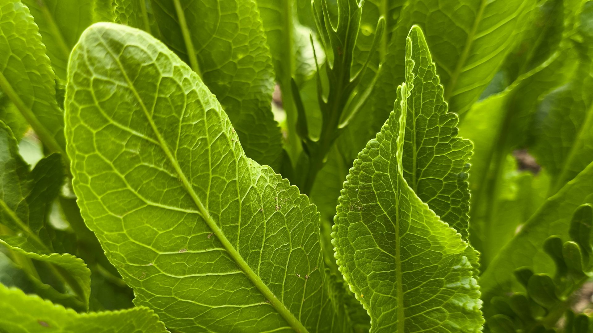 a close up of a green plant with leaves
