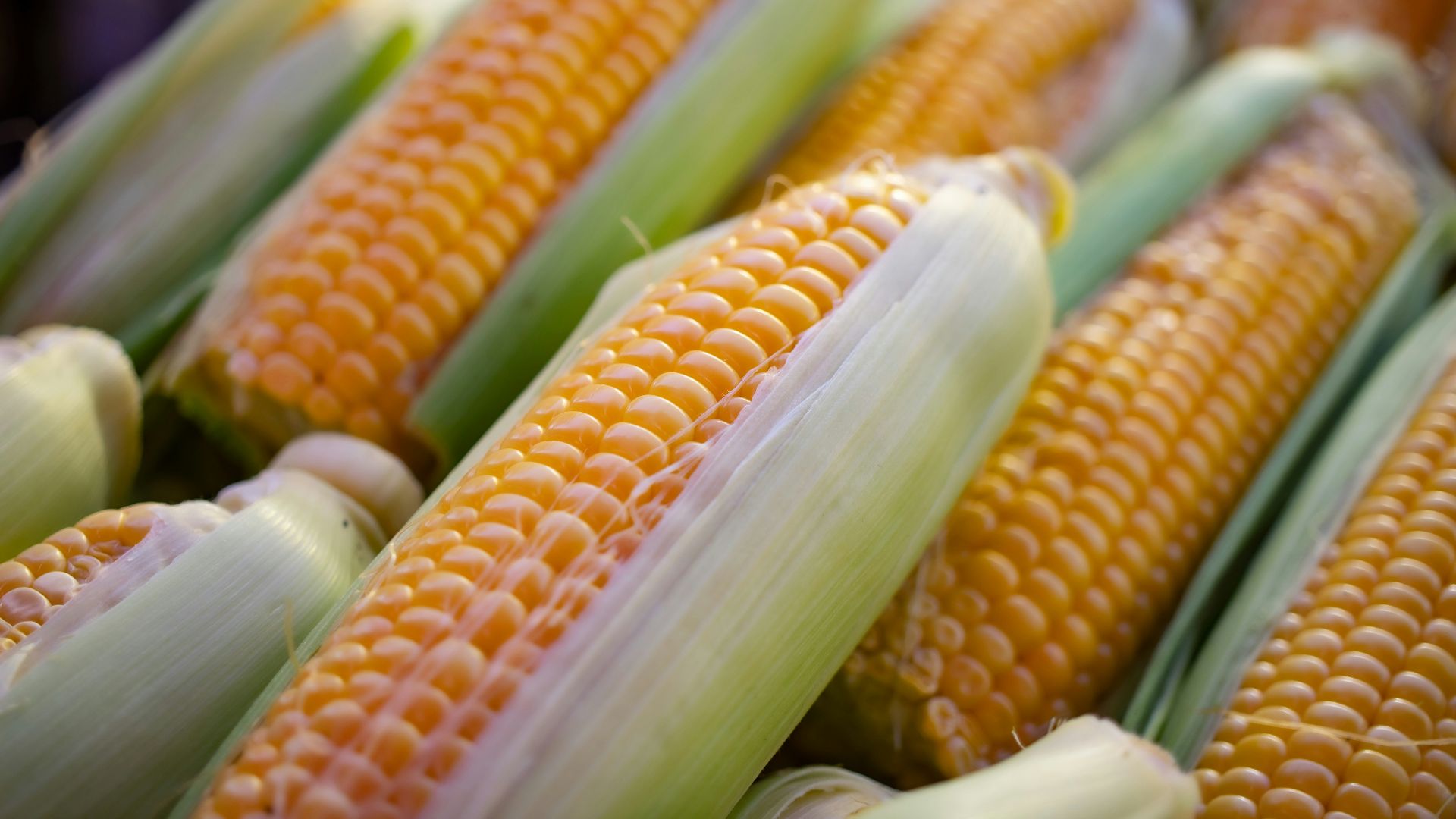a close up of corn on the cob