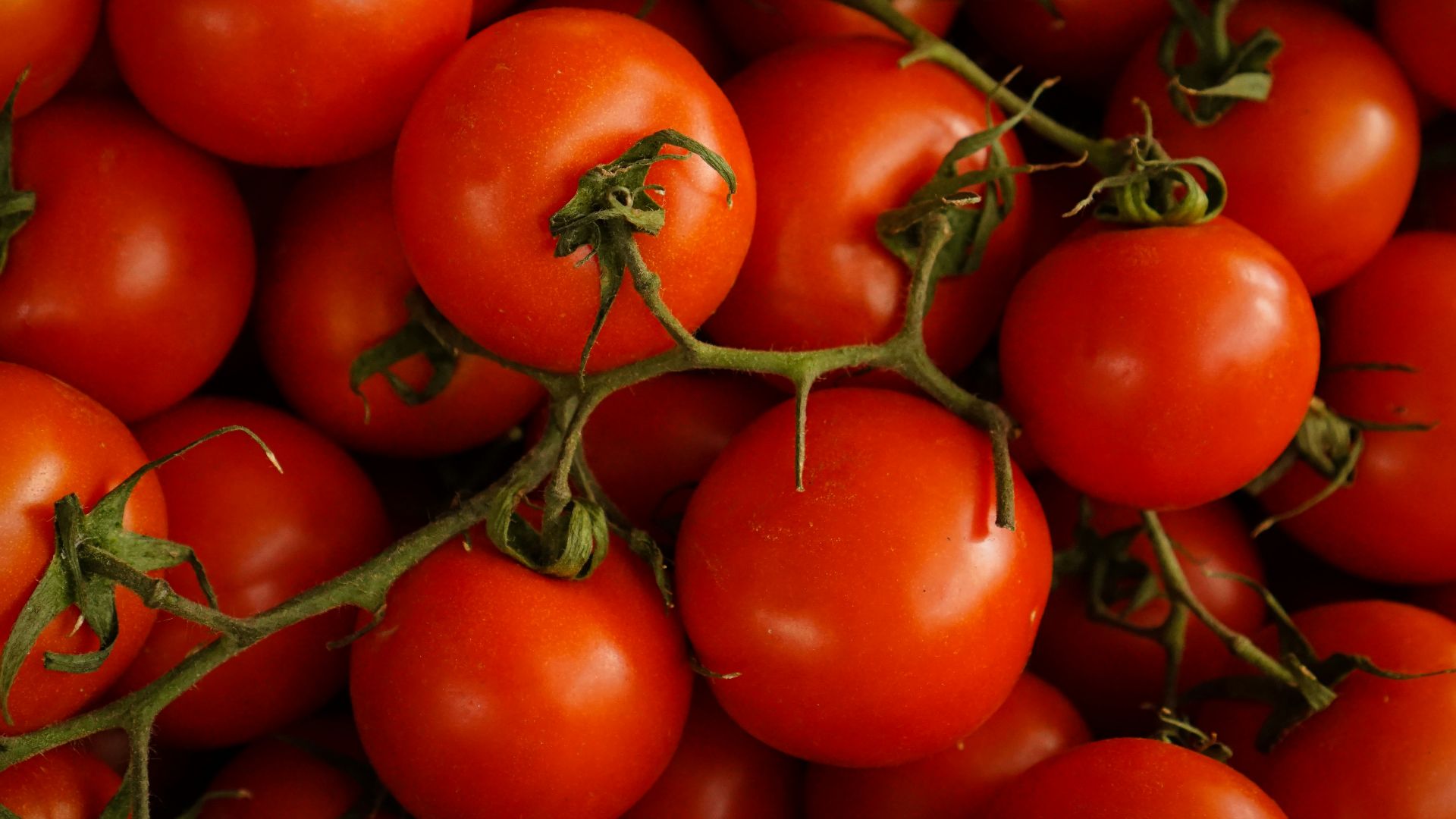 red cherry tomatoes