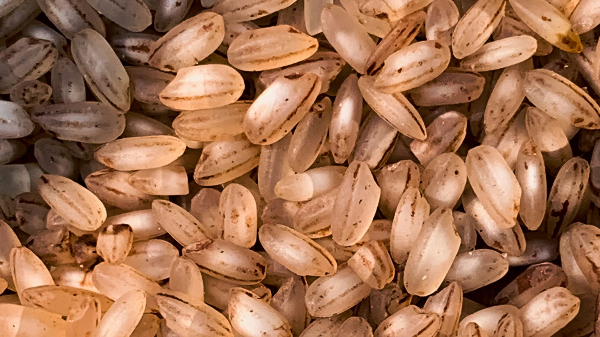 a close up of a pile of seeds