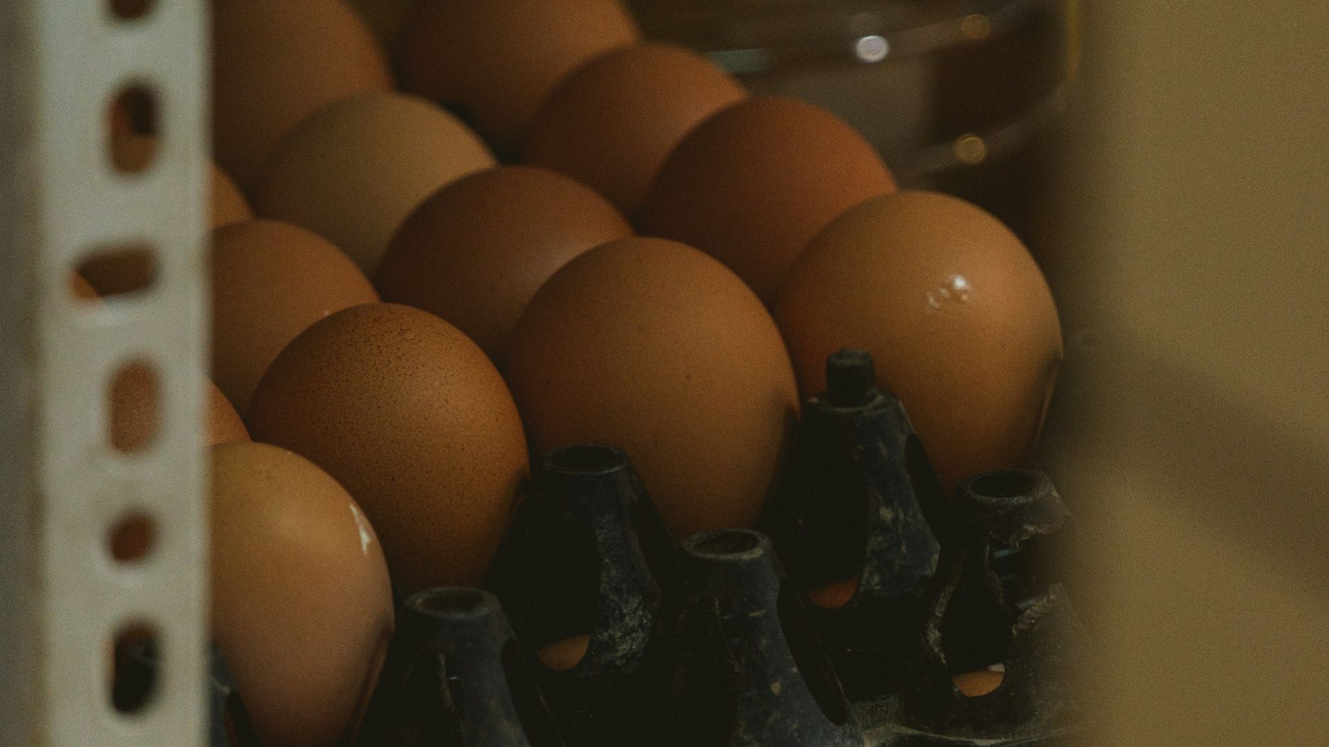 a carton of eggs