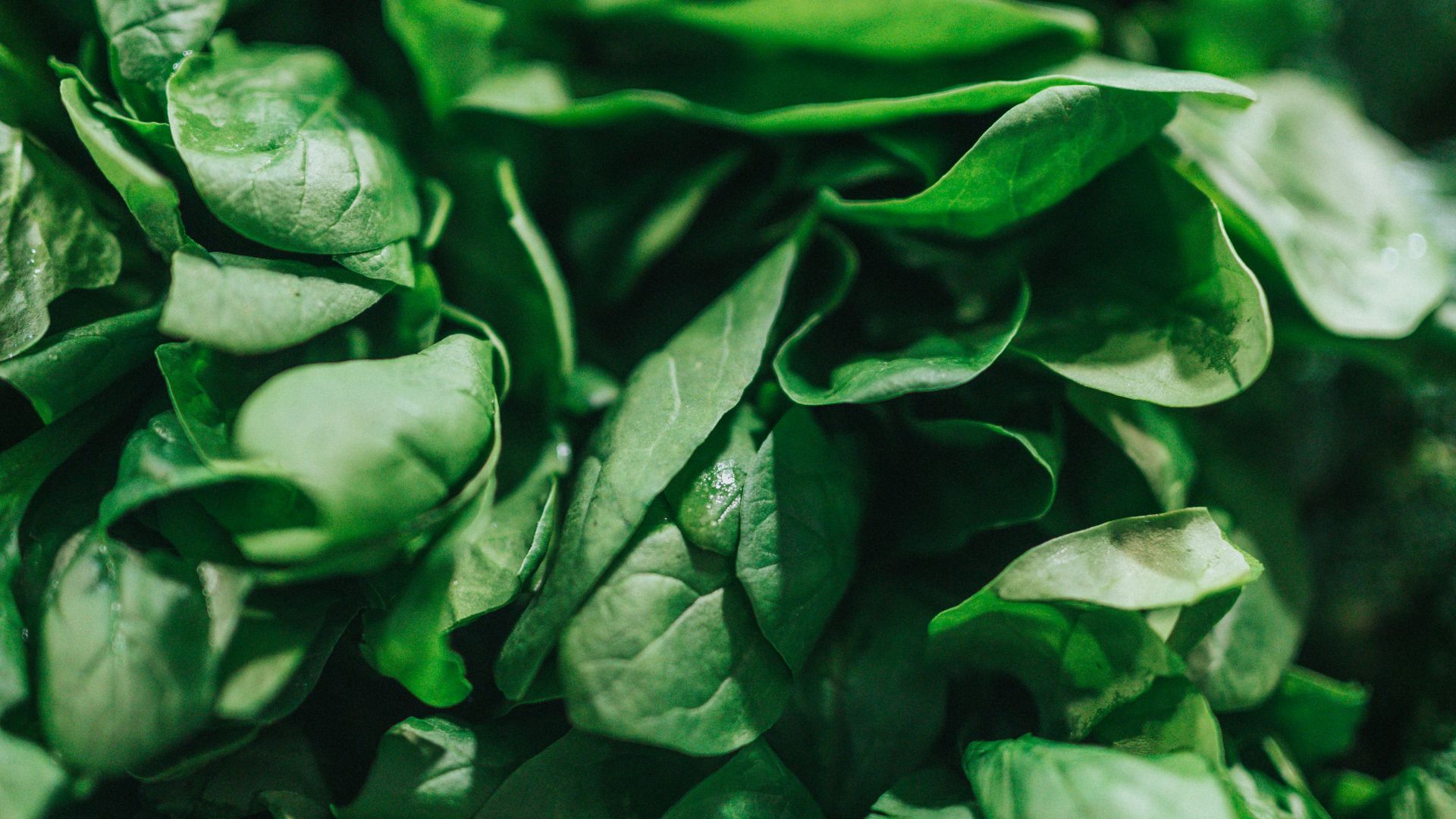 green leafy vegetable