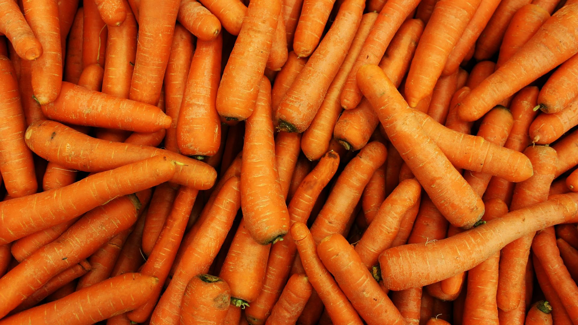 a pile of carrots