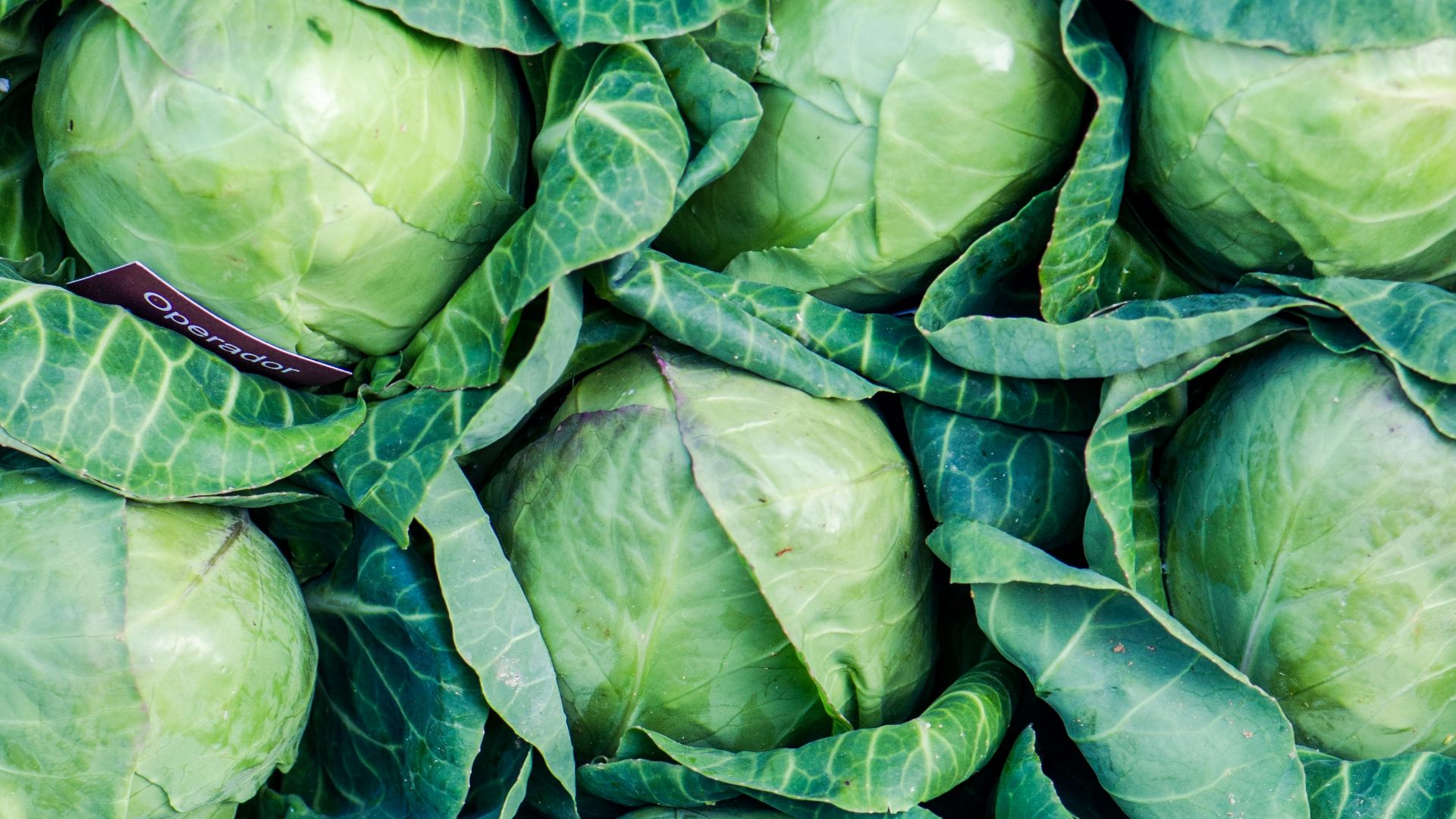 green leaves on brown soil
