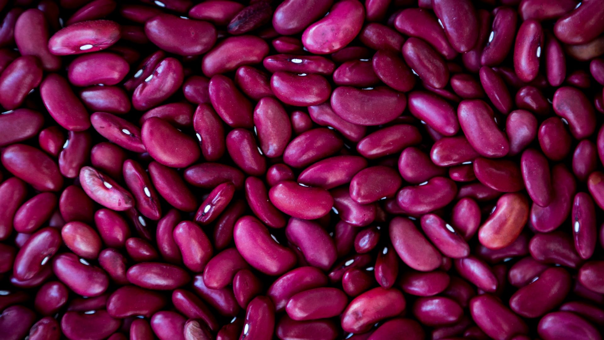 purple bean lot