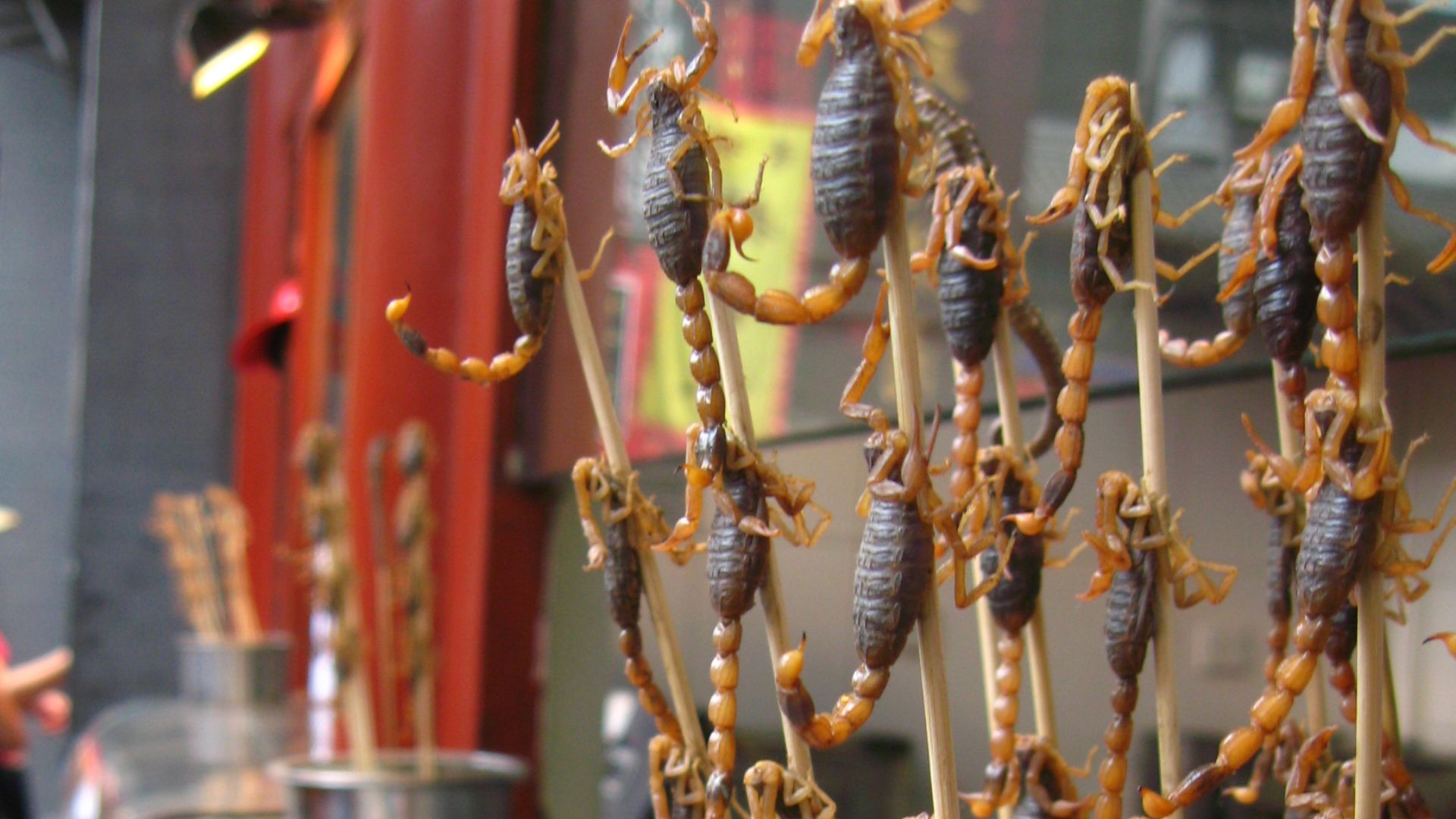 File:Scorpions on Wangfujing Dajie snack street in Beijing.jpg