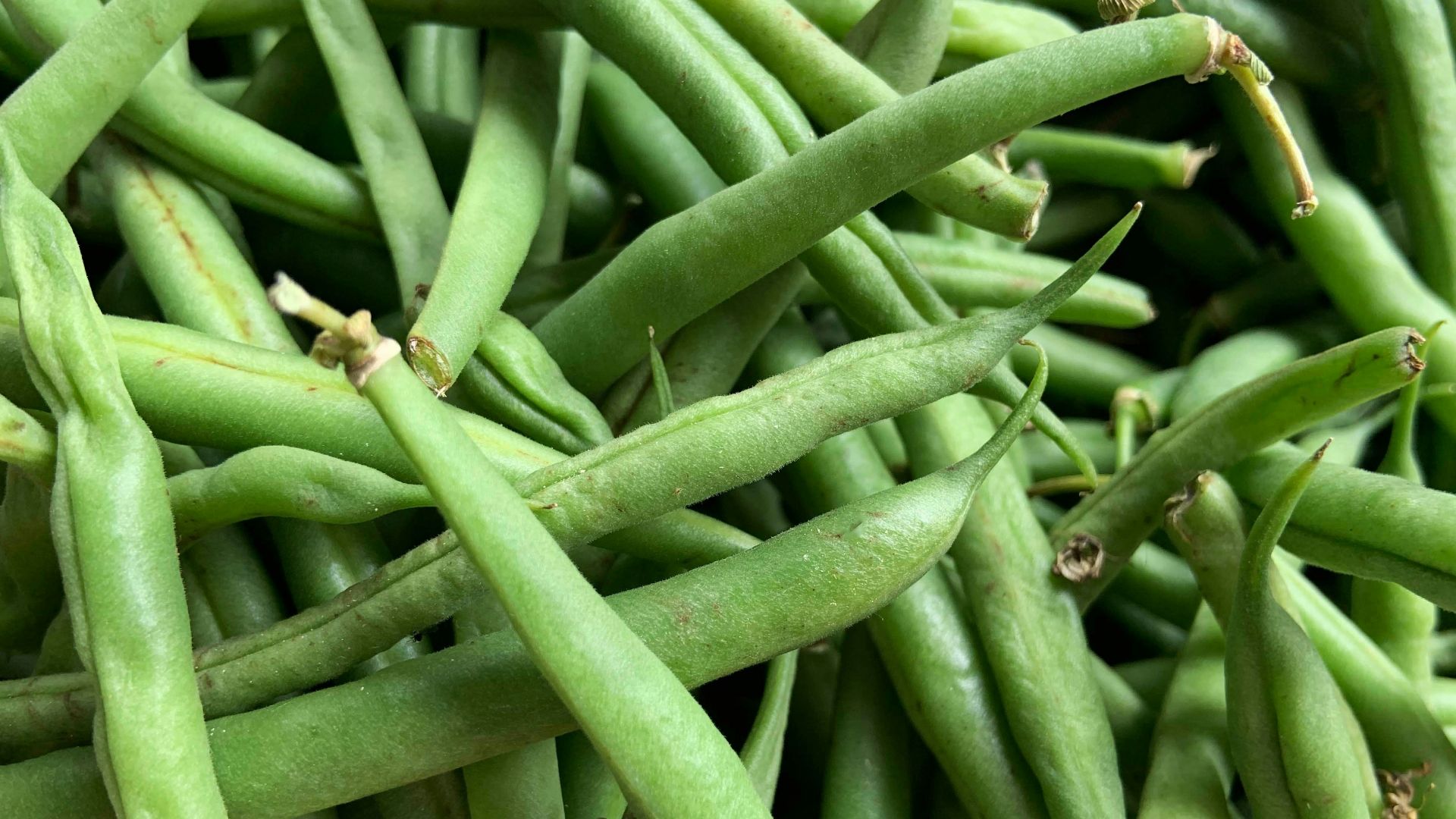 green kentucky beans