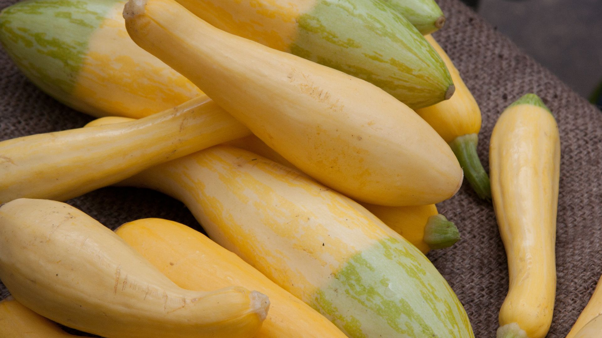 File:Cucurbita pepo Summer Squash 7.jpg