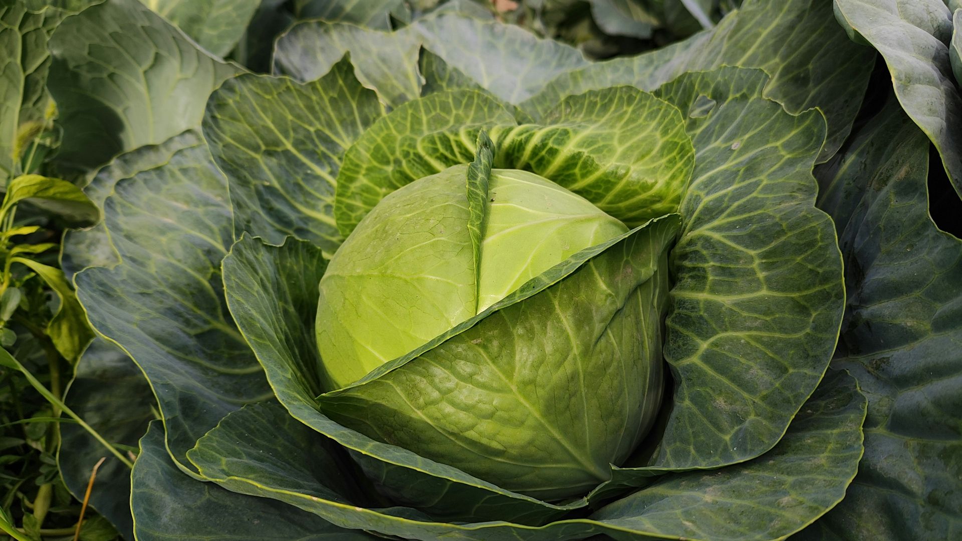 a head of cabbage growing in a garden