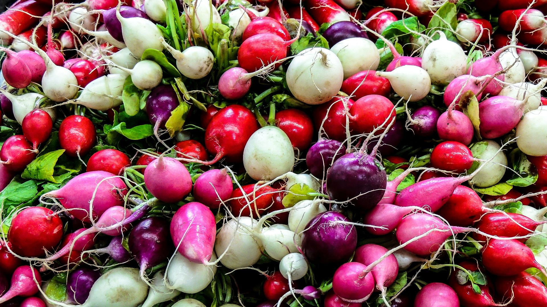 bunch of white, red and purple radishes